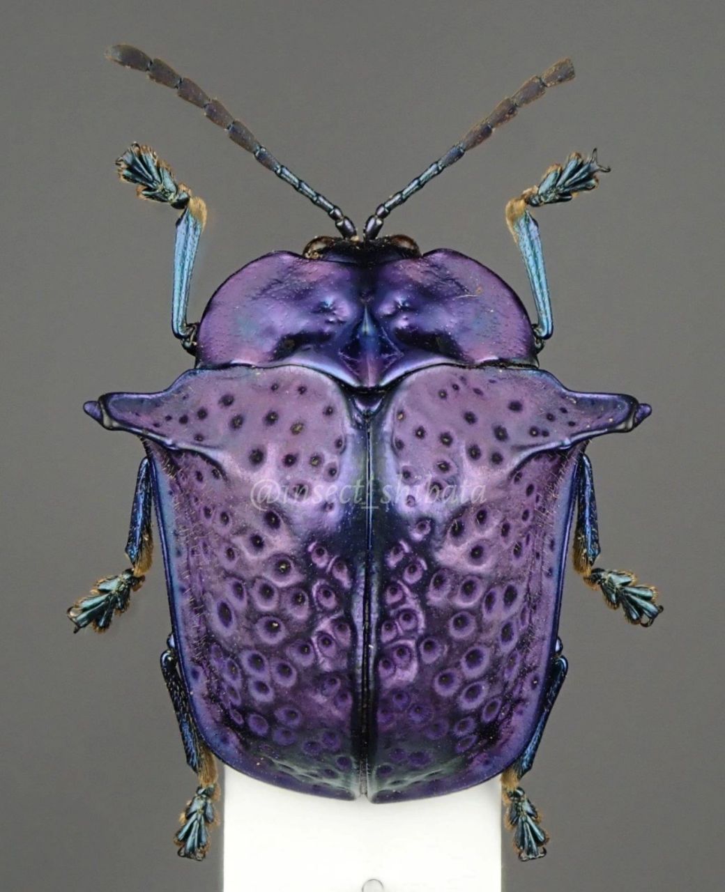 分享一种非常有趣又漂亮的甲虫 中文名:侧角龟甲 拉丁名:omocerus