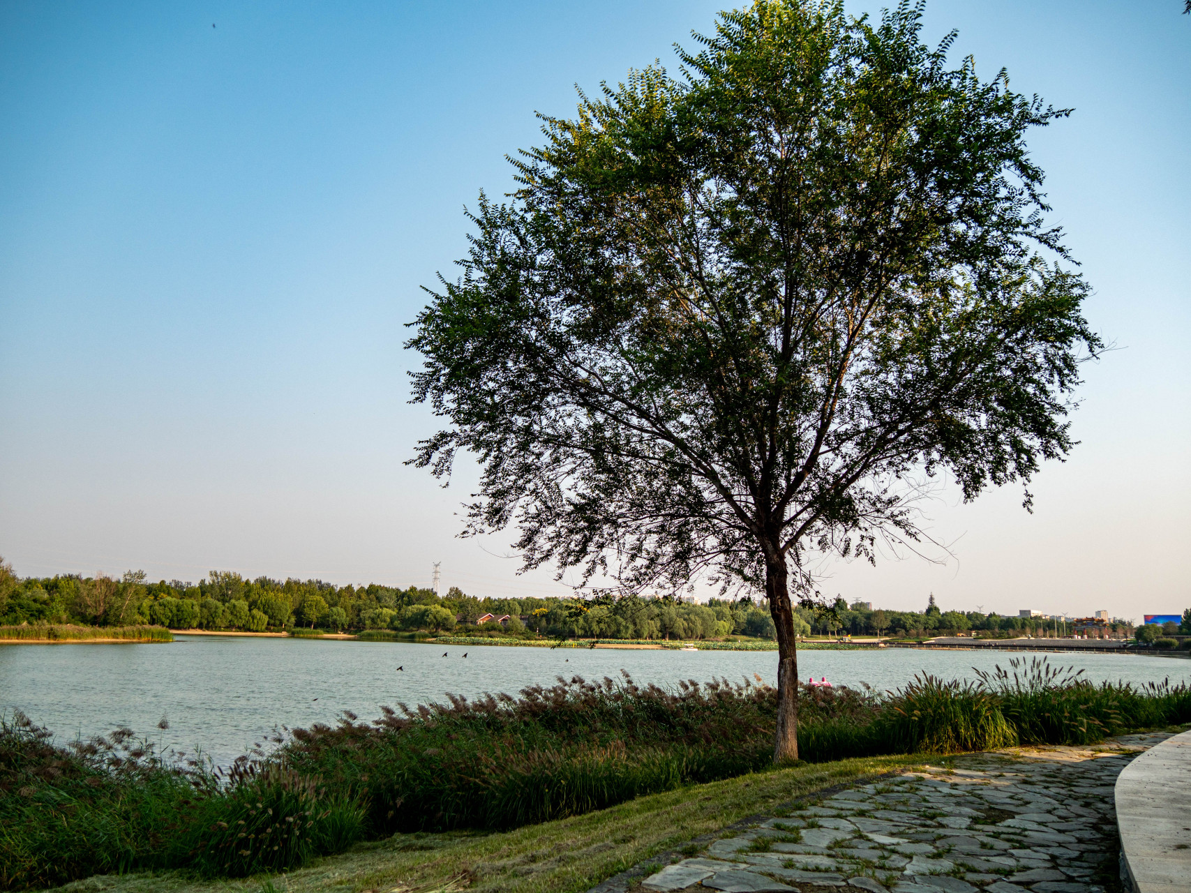 今天来到位于大兴区的南海子湿地郊野公园,据说是北京市最大的自然