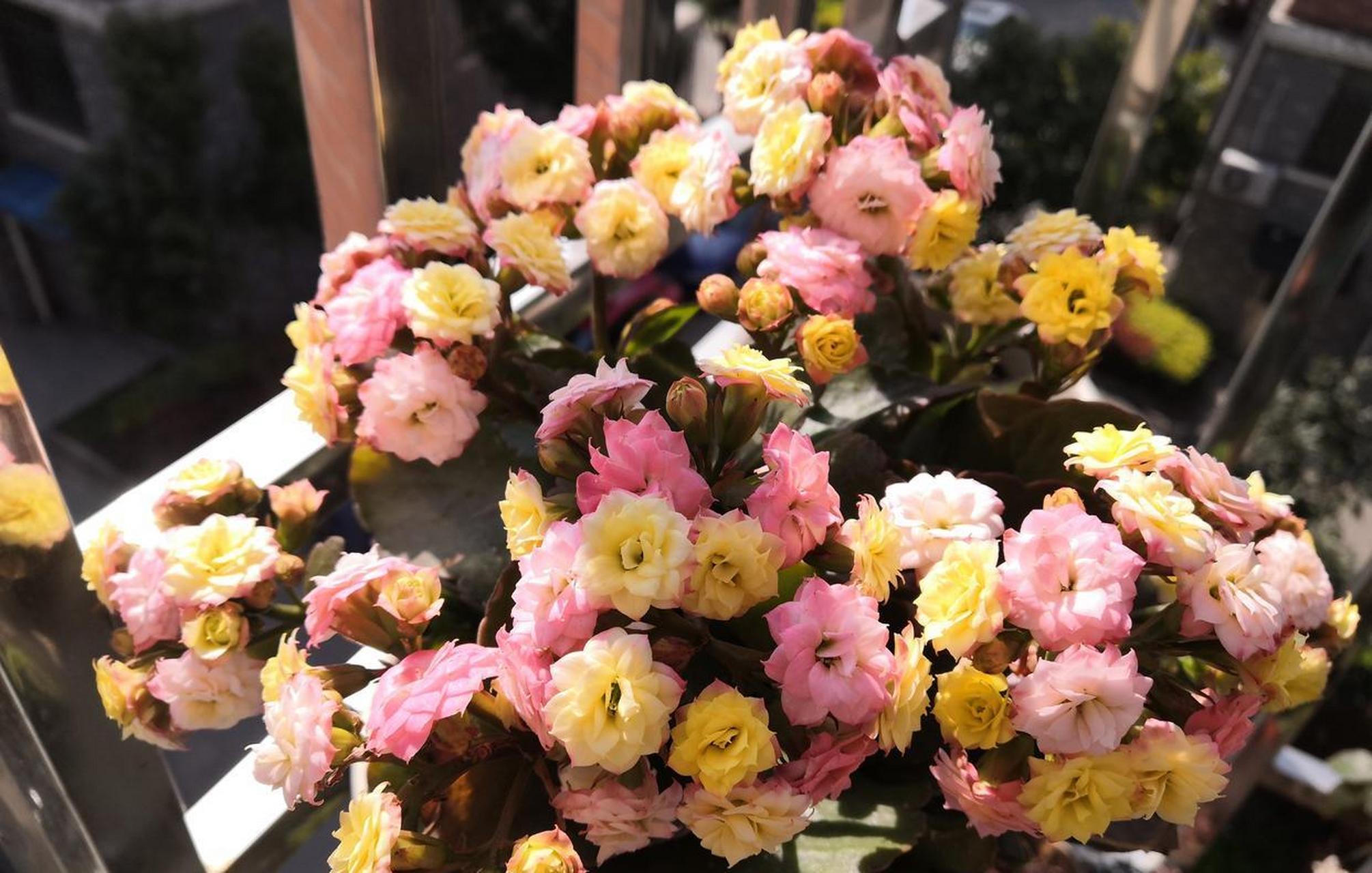 阳台还有地儿的,可以养这种花——长寿花"变色龙",又名et,外星人,一种