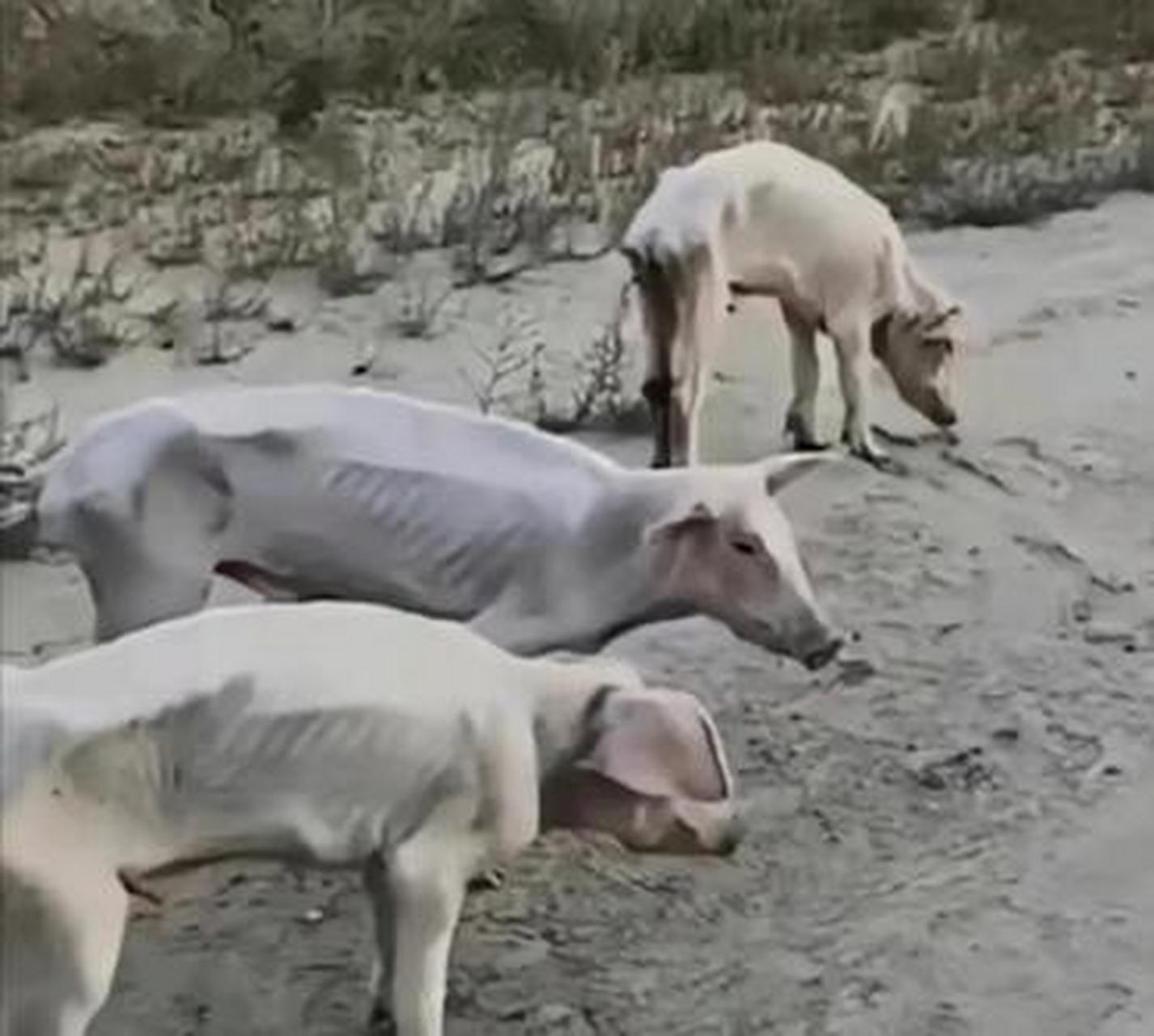 网友:头一次见把猪养的皮包骨