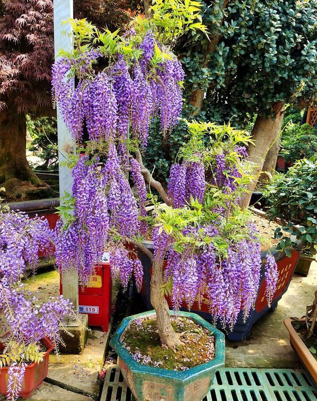 [给你小心心]紫藤花树,在我国有悠久的养殖历史,从古至今都受到人们的