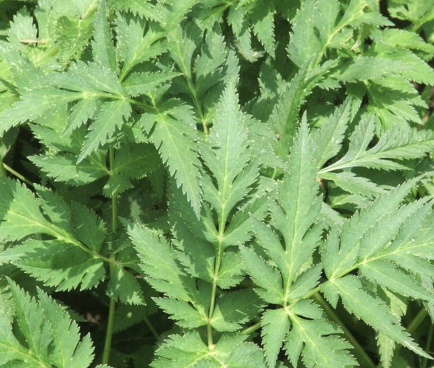 每天认识一味药  耳鸣常用中药:川穹 91为伞形科植物川芎的干燥根茎