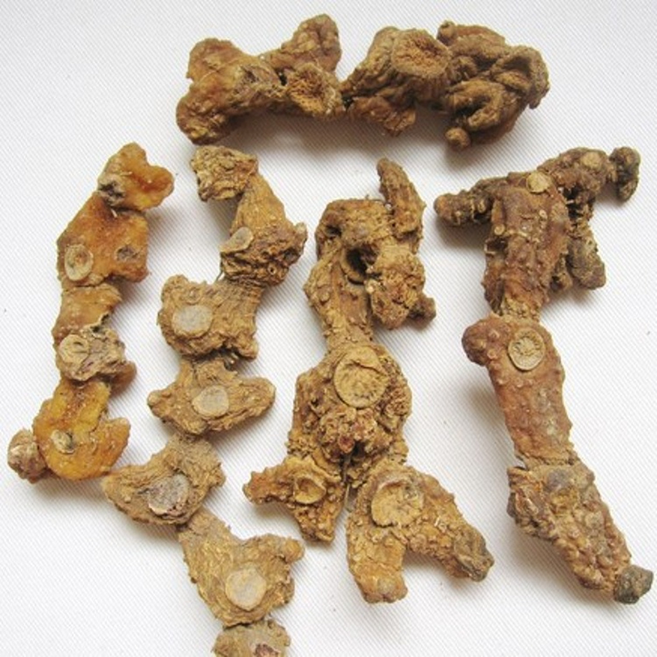 黄精# 黄精,又称为老虎姜,不仅能够补肾补肝补脾,润肺生津,还对女性