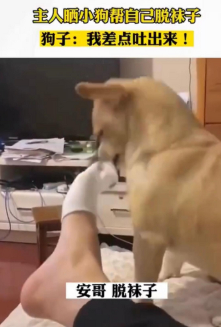 这脚臭的狗子都要吐了