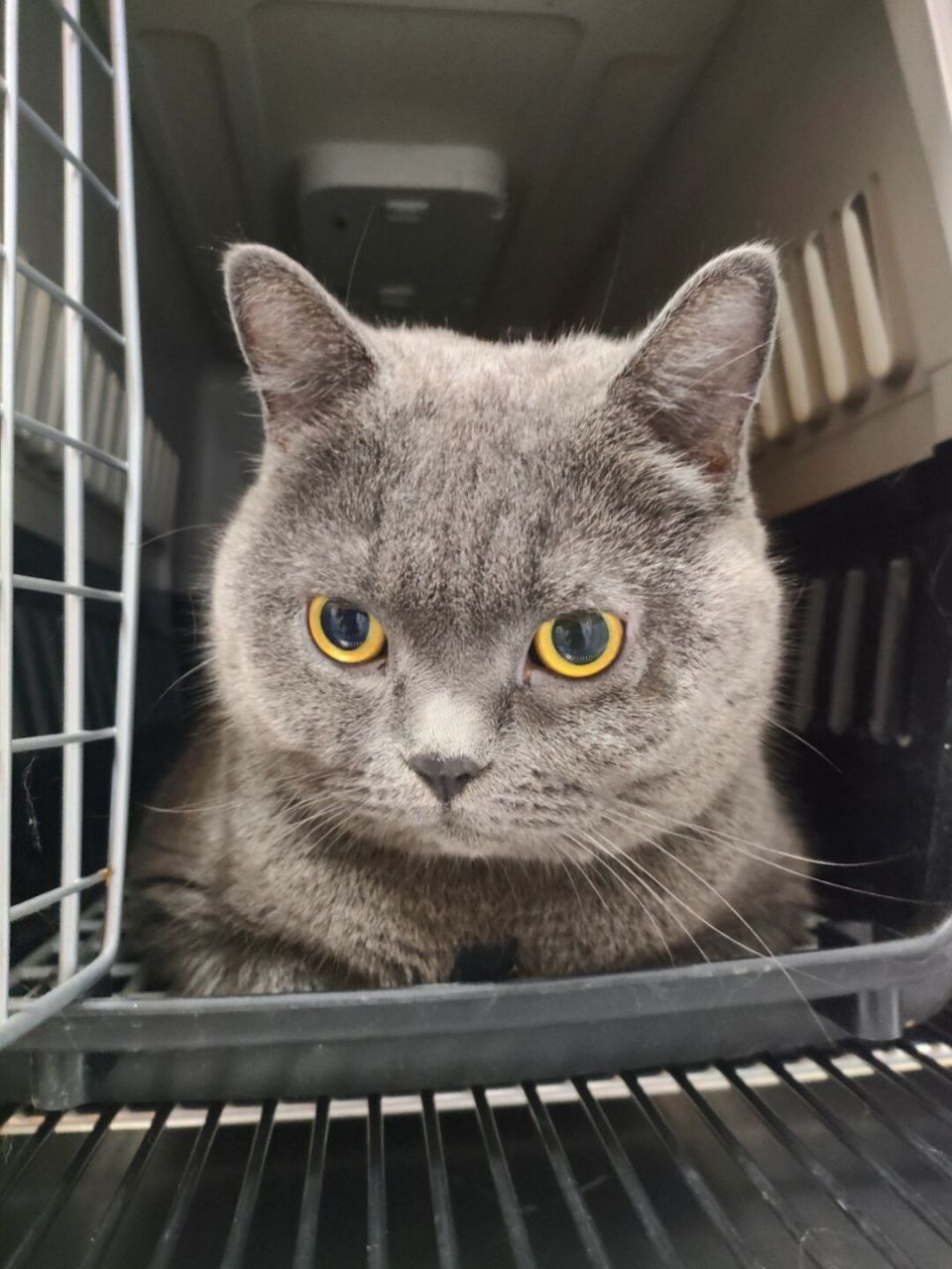 昨天我在家里偶然发现了一根全新的小猫胡子,心血来潮之下,我把以前