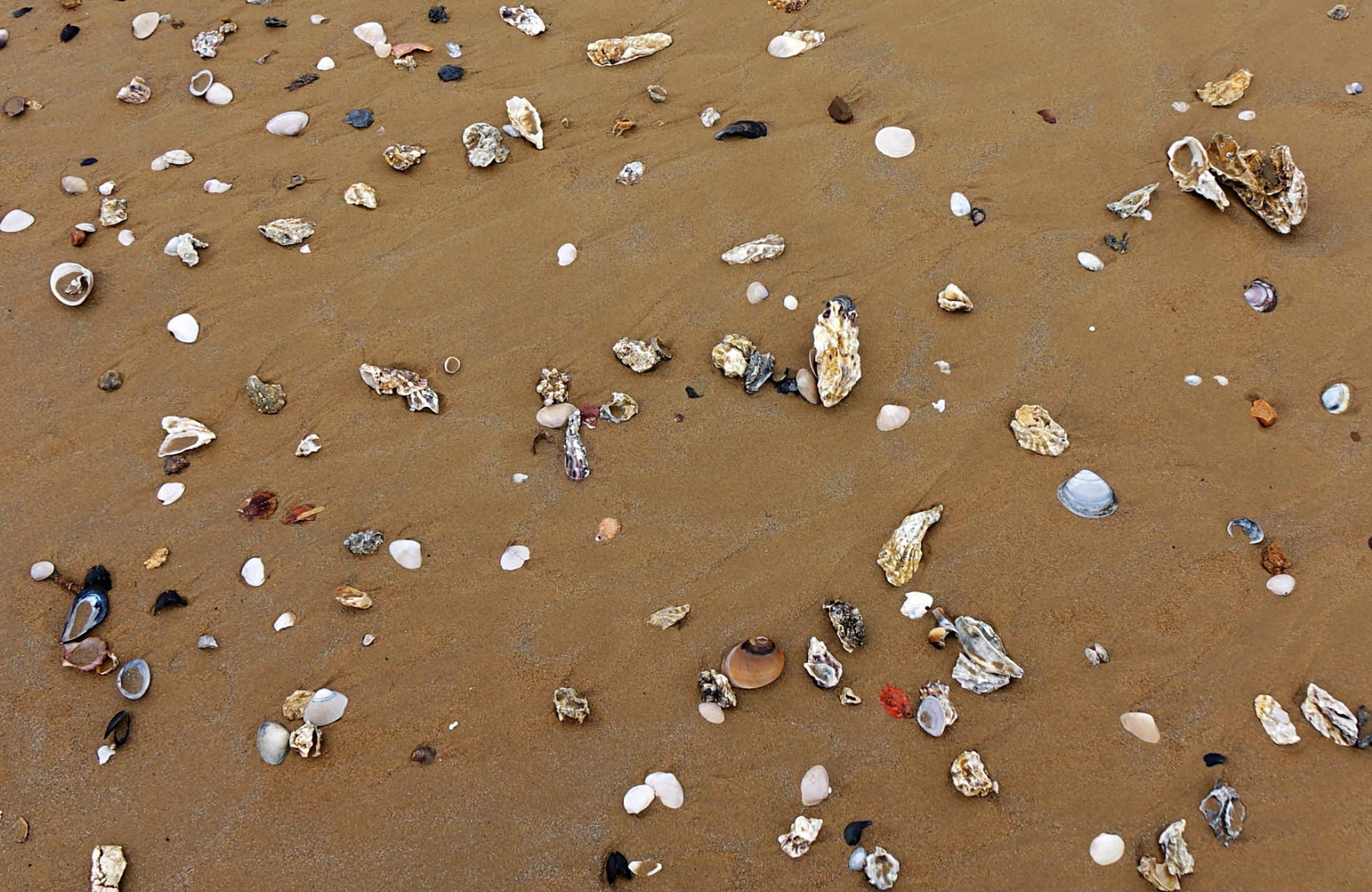 山东青岛海滨落潮 灵山湾海滩现大量贝壳