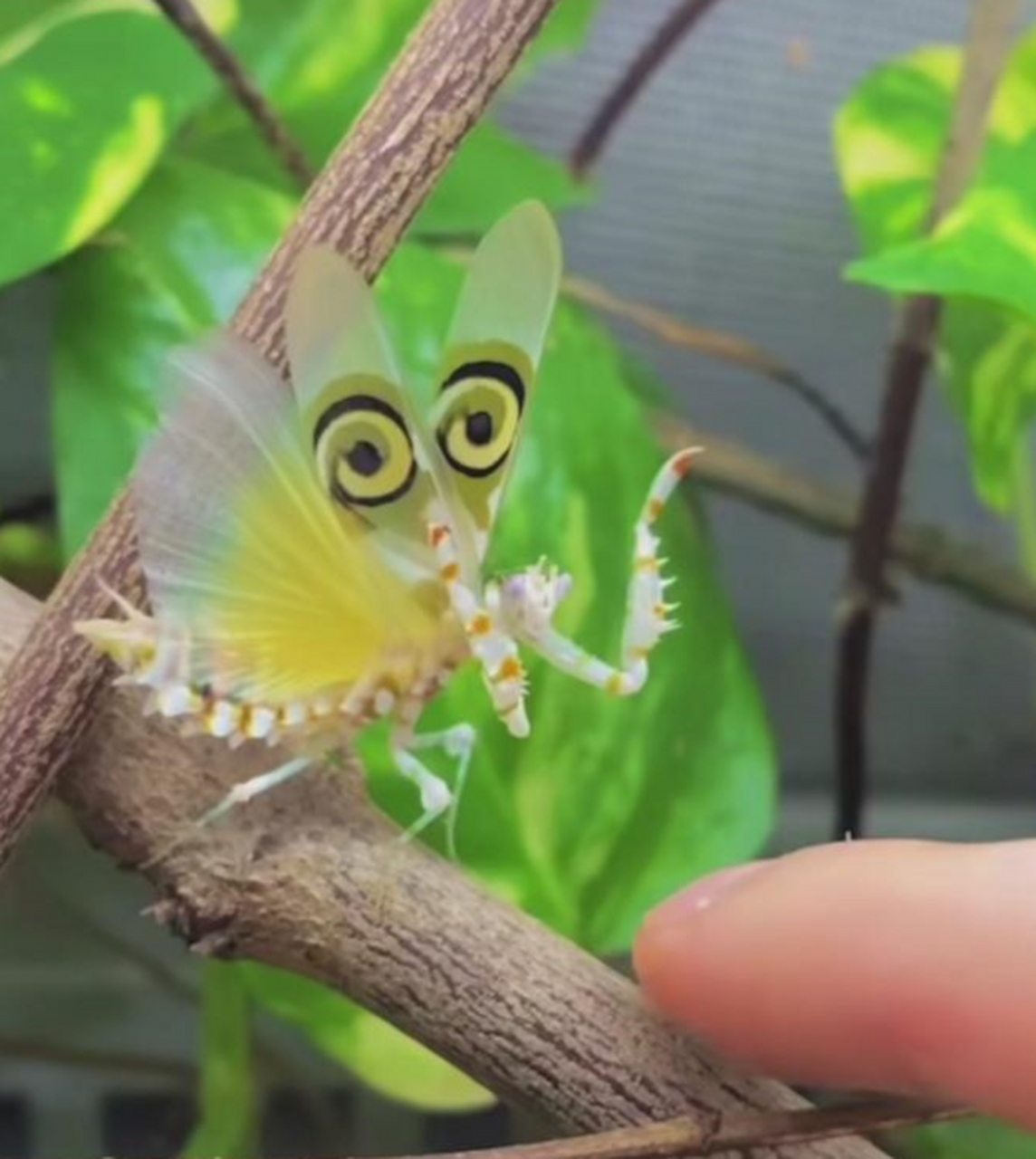 这螳螂长得真漂亮,而且翅膀上还有俩眼睛!