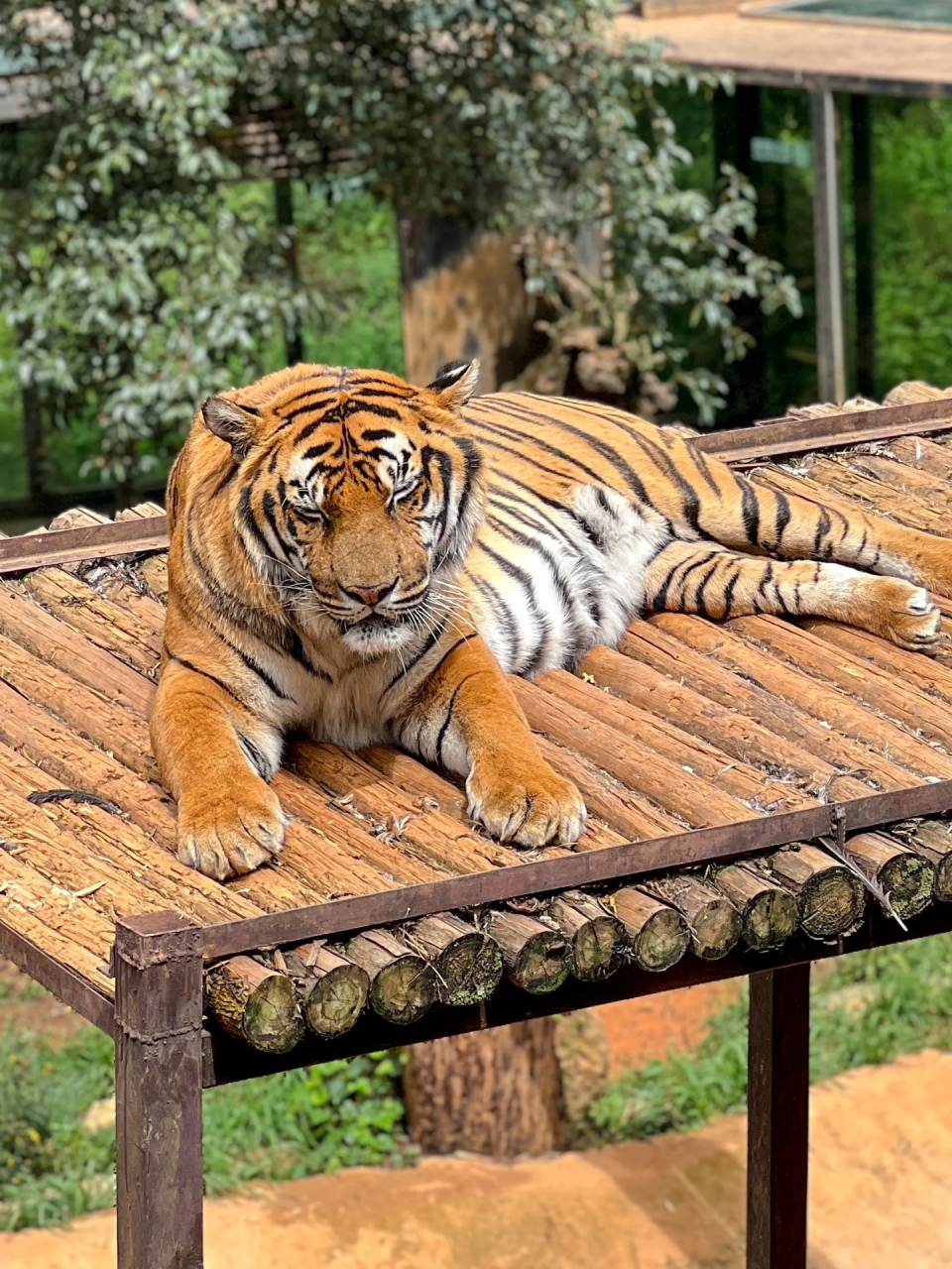 昆明假期好去处 云南野生动物园一日游  假期在昆明当然是要去野生动