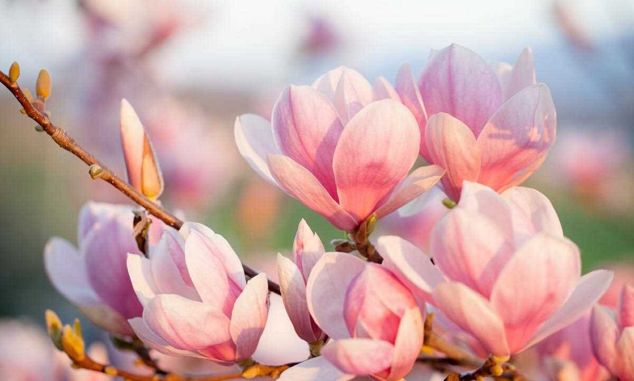 玉兰花白玉兰木兰应春花的花语和象征代表意义表露爱意高洁芬芳纯洁