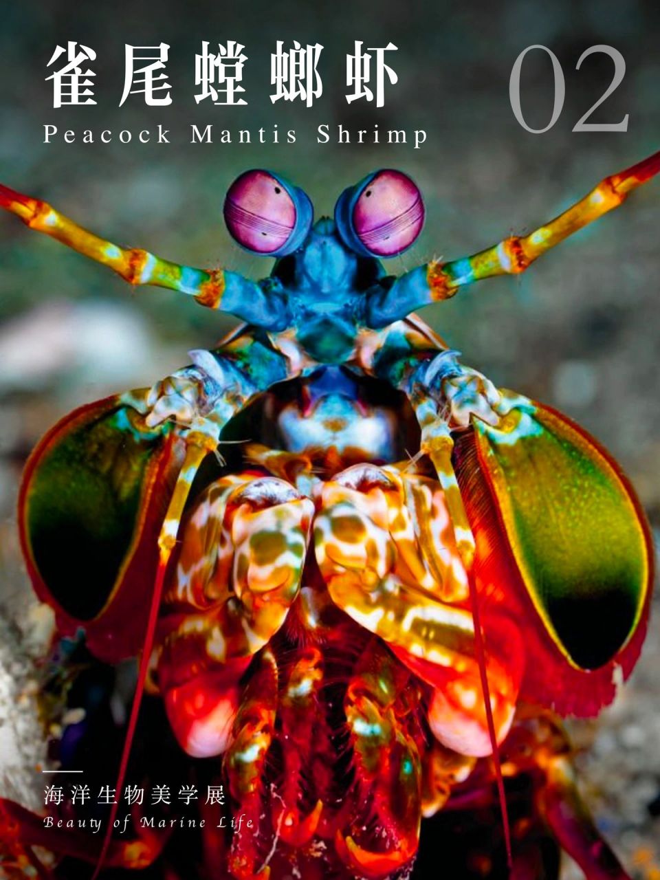 凤尾螳螂虾图片图片