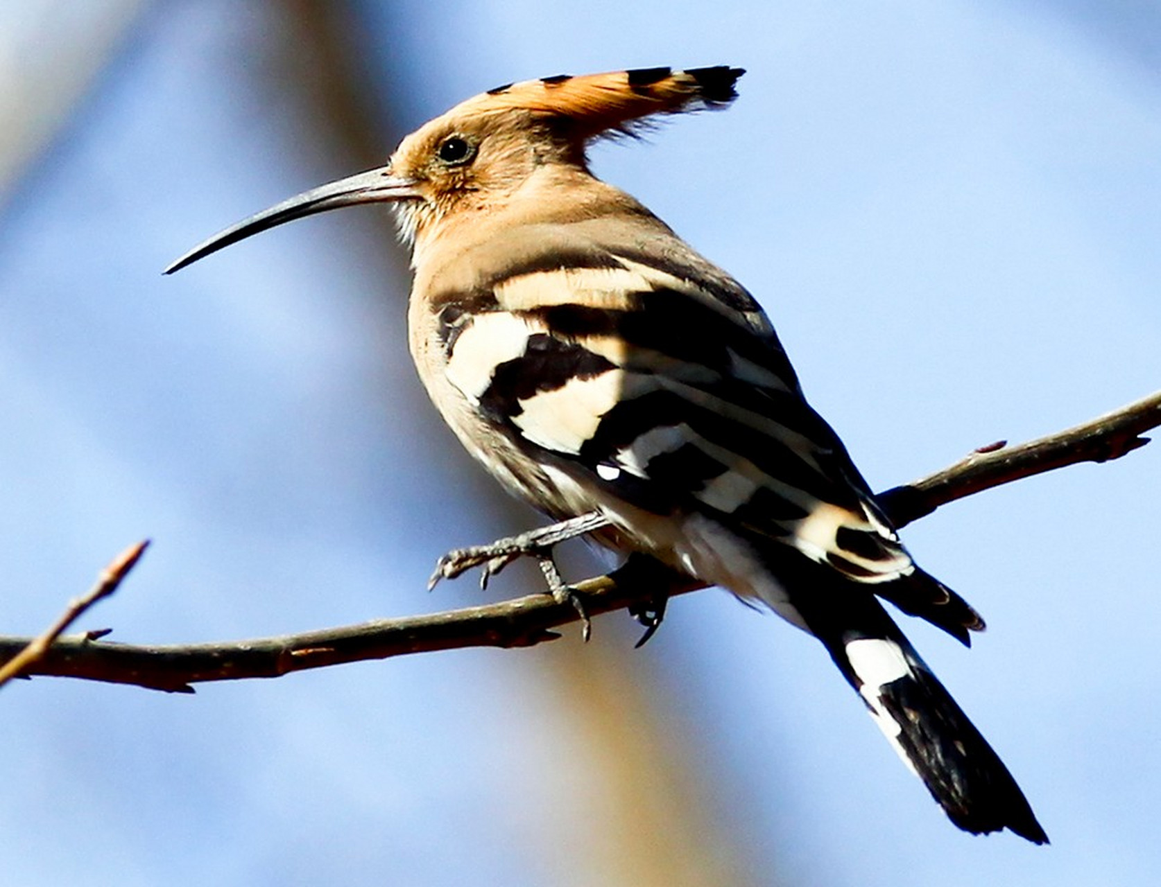 戴胜鸟,是以色列的国鸟,也是世界上最美丽的鸟之一.