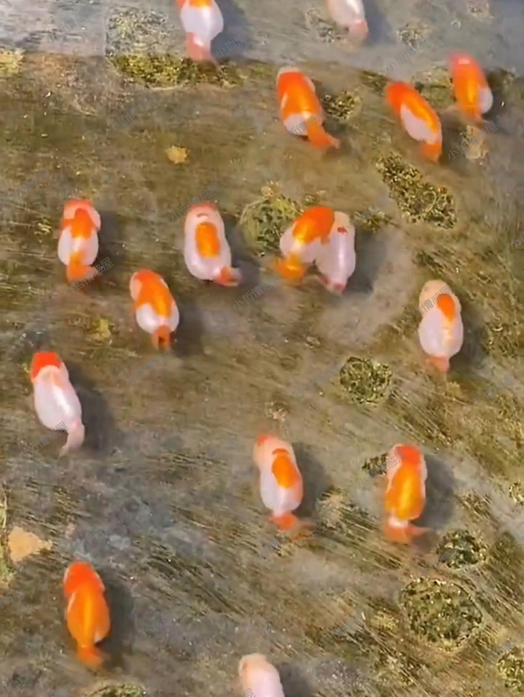 这绝对是我见过的最可爱的鱼了!小小的,胖嘟嘟的,简直萌到不行!