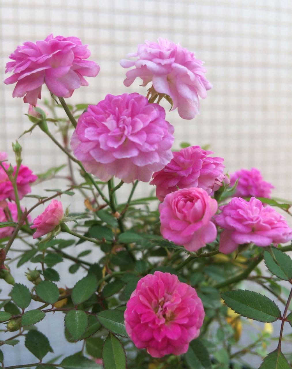 粉妍,世界上最小的两种月季花之一,植株低矮进出,高只有20-30公分