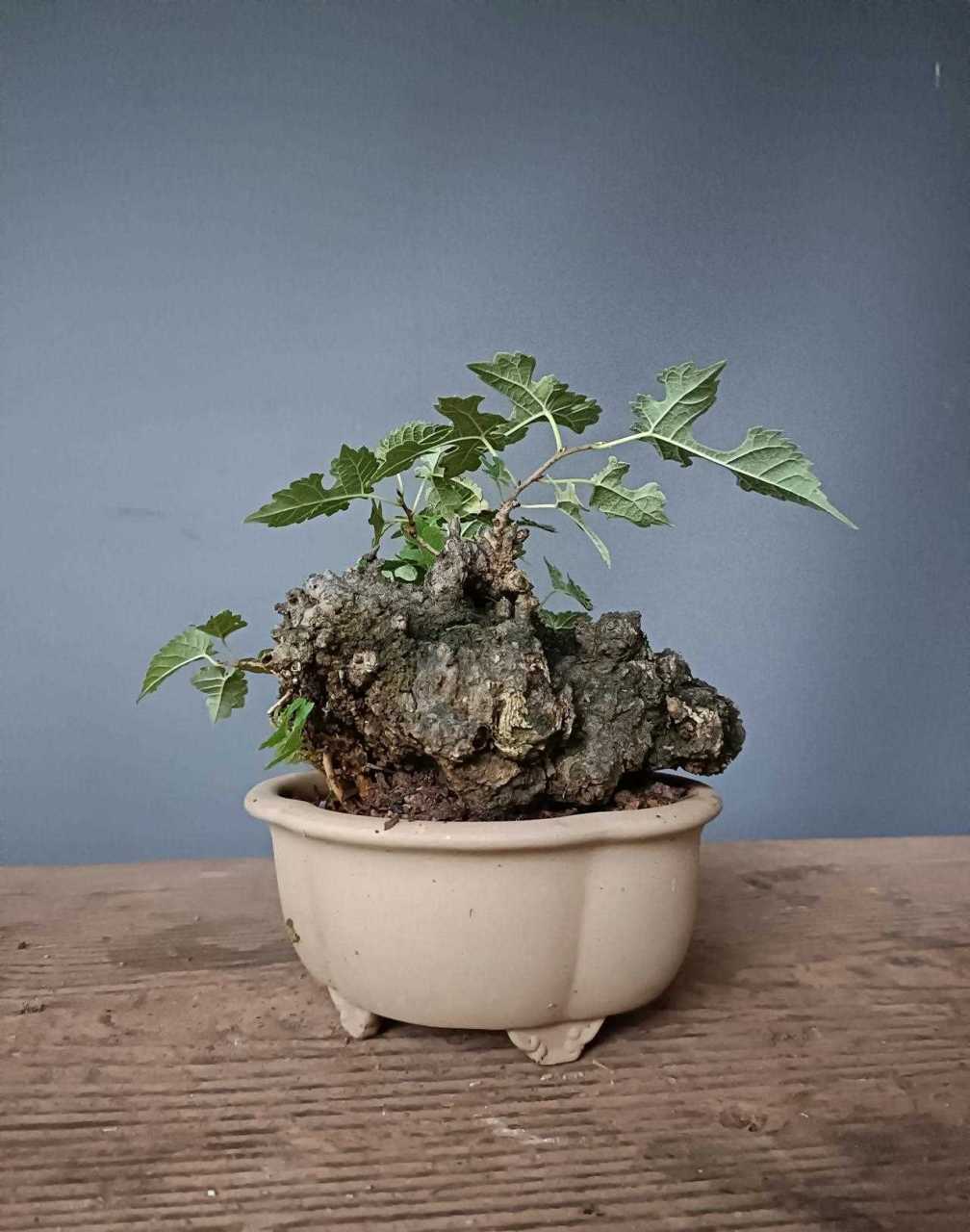 矮霸构树 带盆160