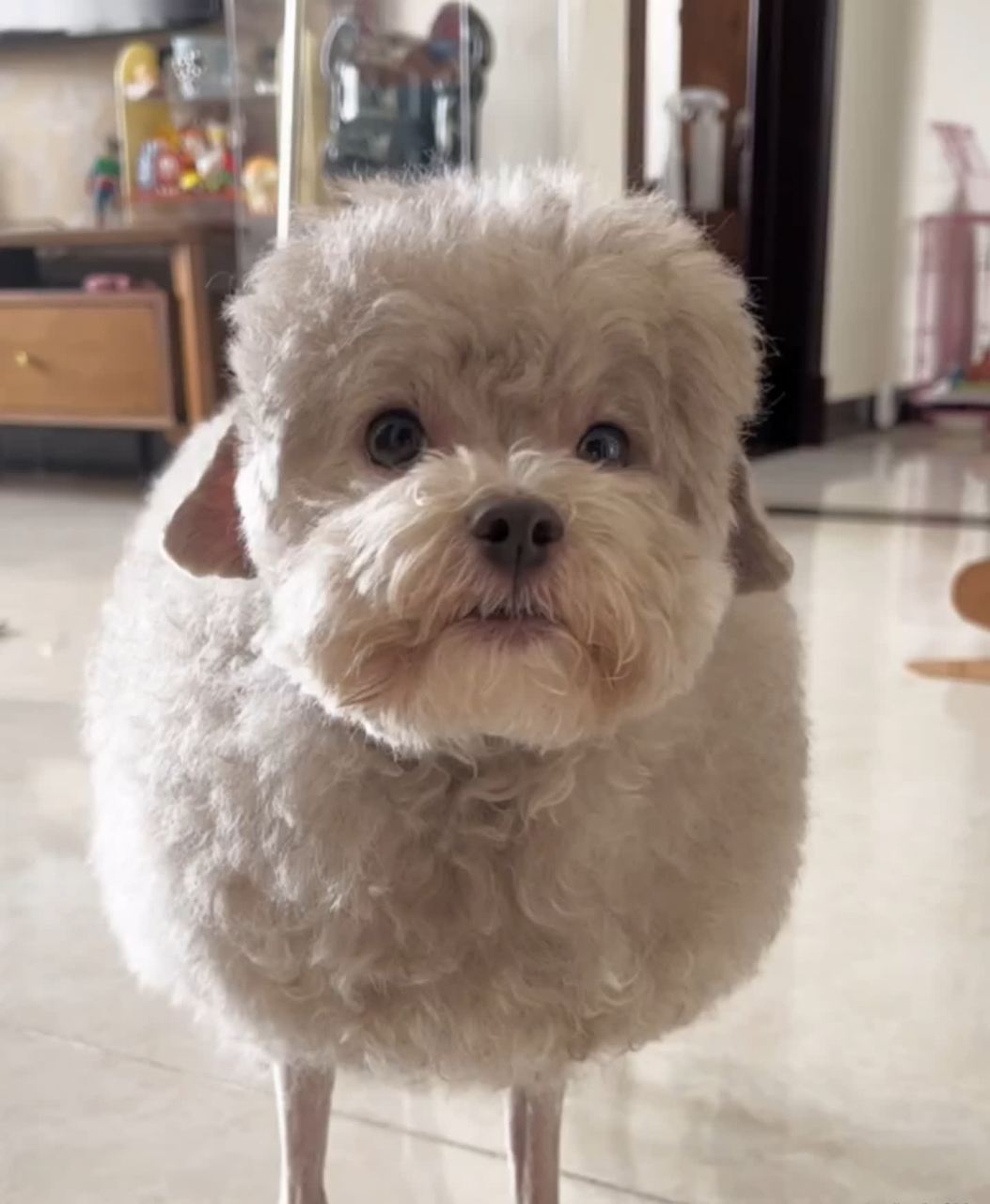 一只"像羊"的狗![滑稽]