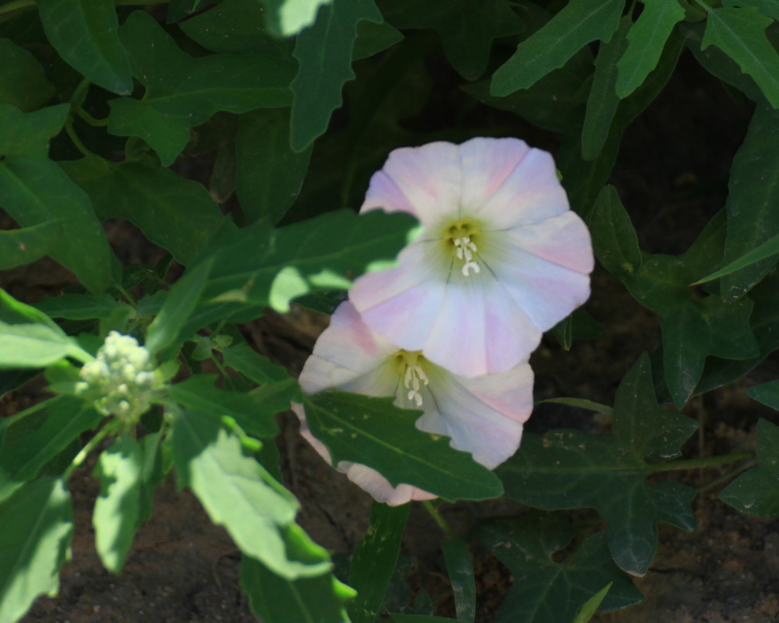 花形很像喇叭花的田旋花与打碗花
