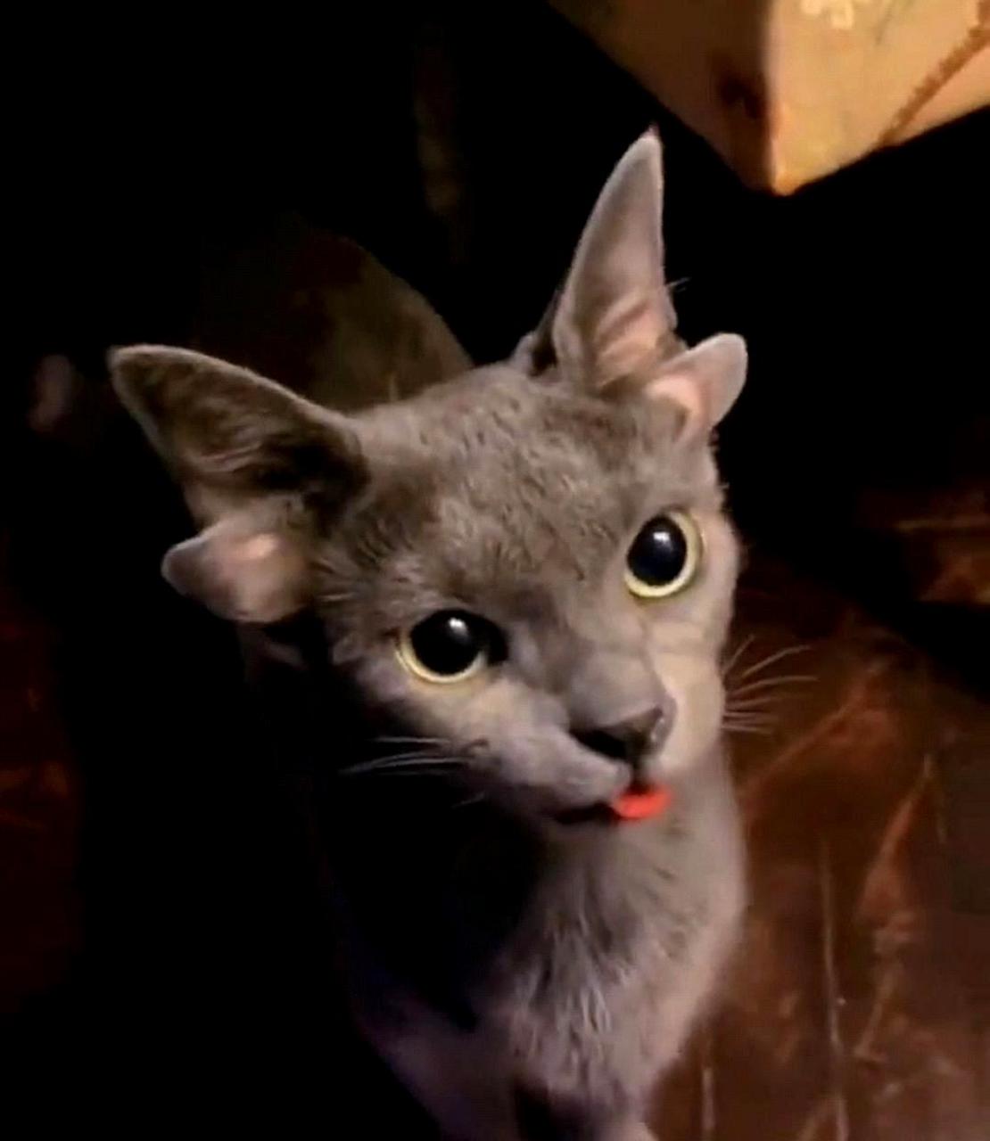 在我看到长着四只耳朵的猫咪时,深刻感受到了这个世界的奇妙多彩.