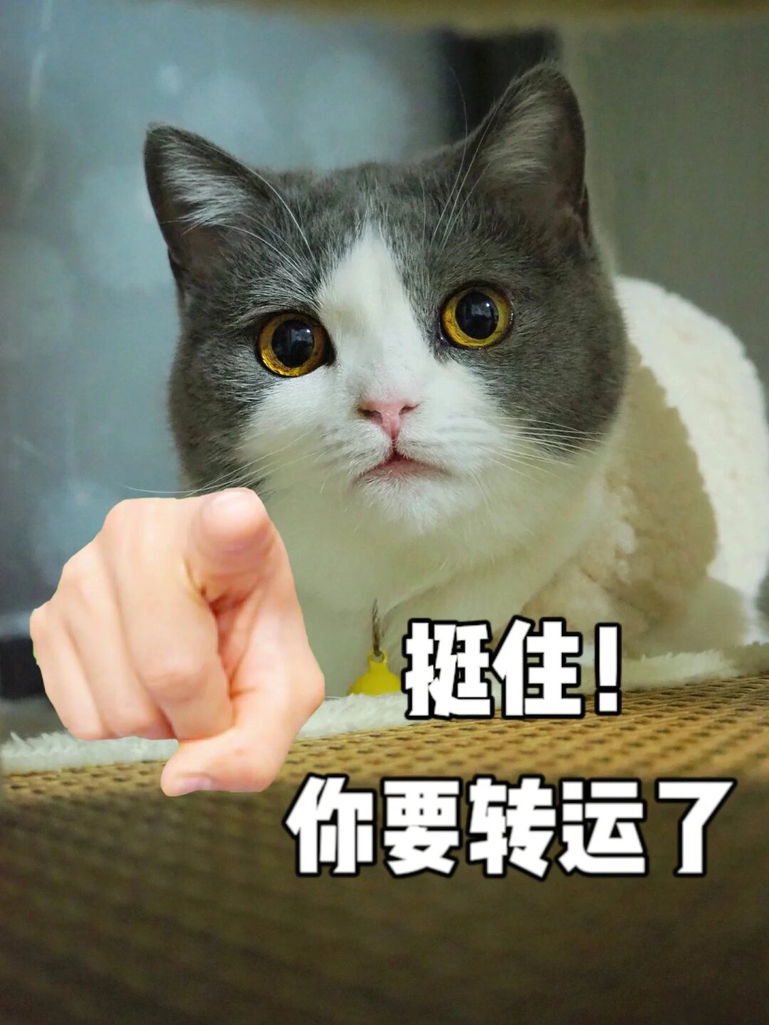 我很幸运豆芽能陪伴在我身边,因为小猫咪确实会给我们