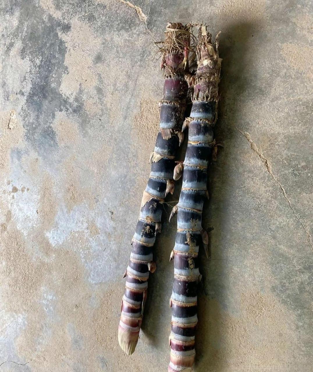 我妈种的甘蔗,这就是一整根了