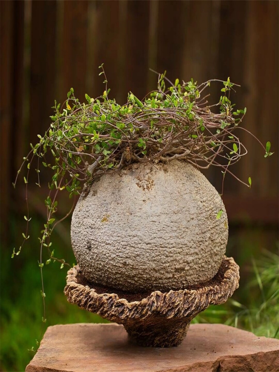 块根植物有哪些图片