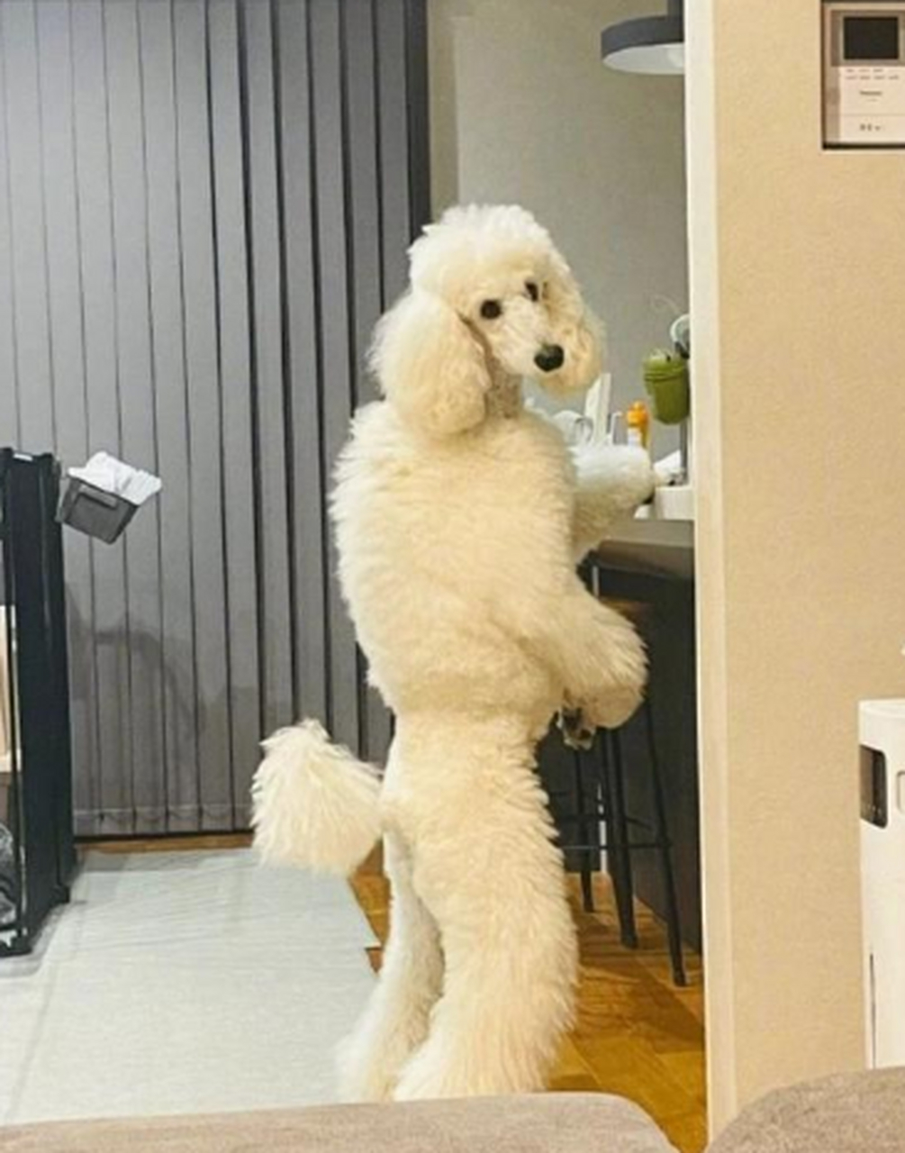 狗子你怎么站起来了