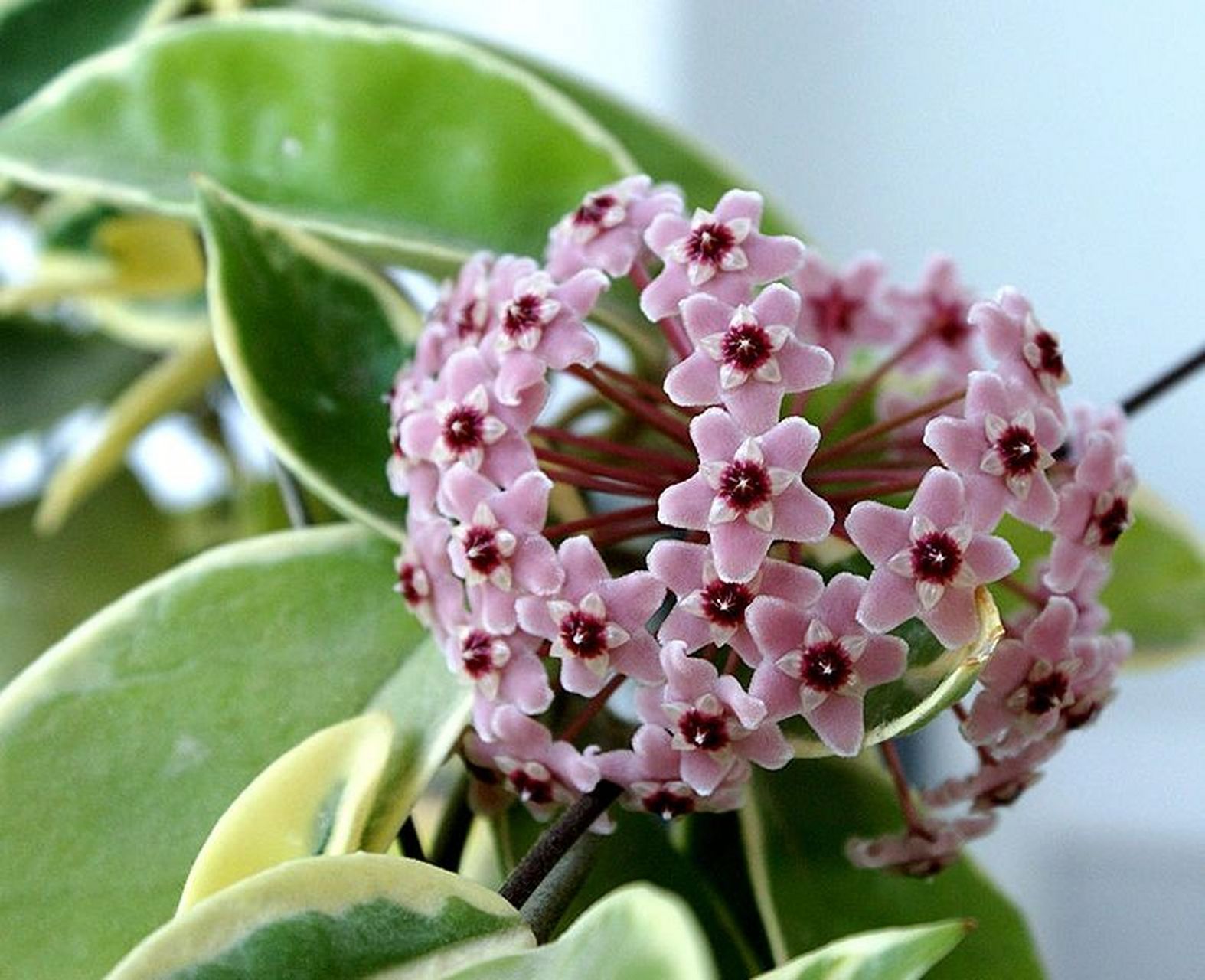 球兰花团锦簇,日常养护方法 9999999999养殖方式 16615