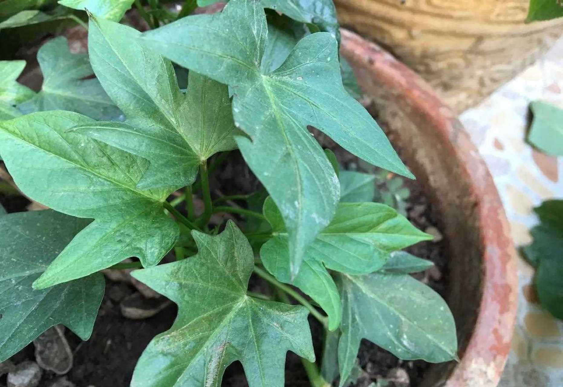 两种可以吃的盆栽蔬菜[?