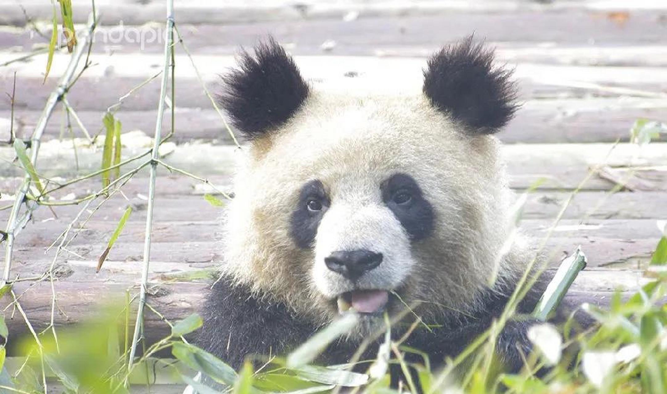 潦草的大熊猫,不能说造型奇特只能说超级奇特#熊猫# #幽默搞笑段子