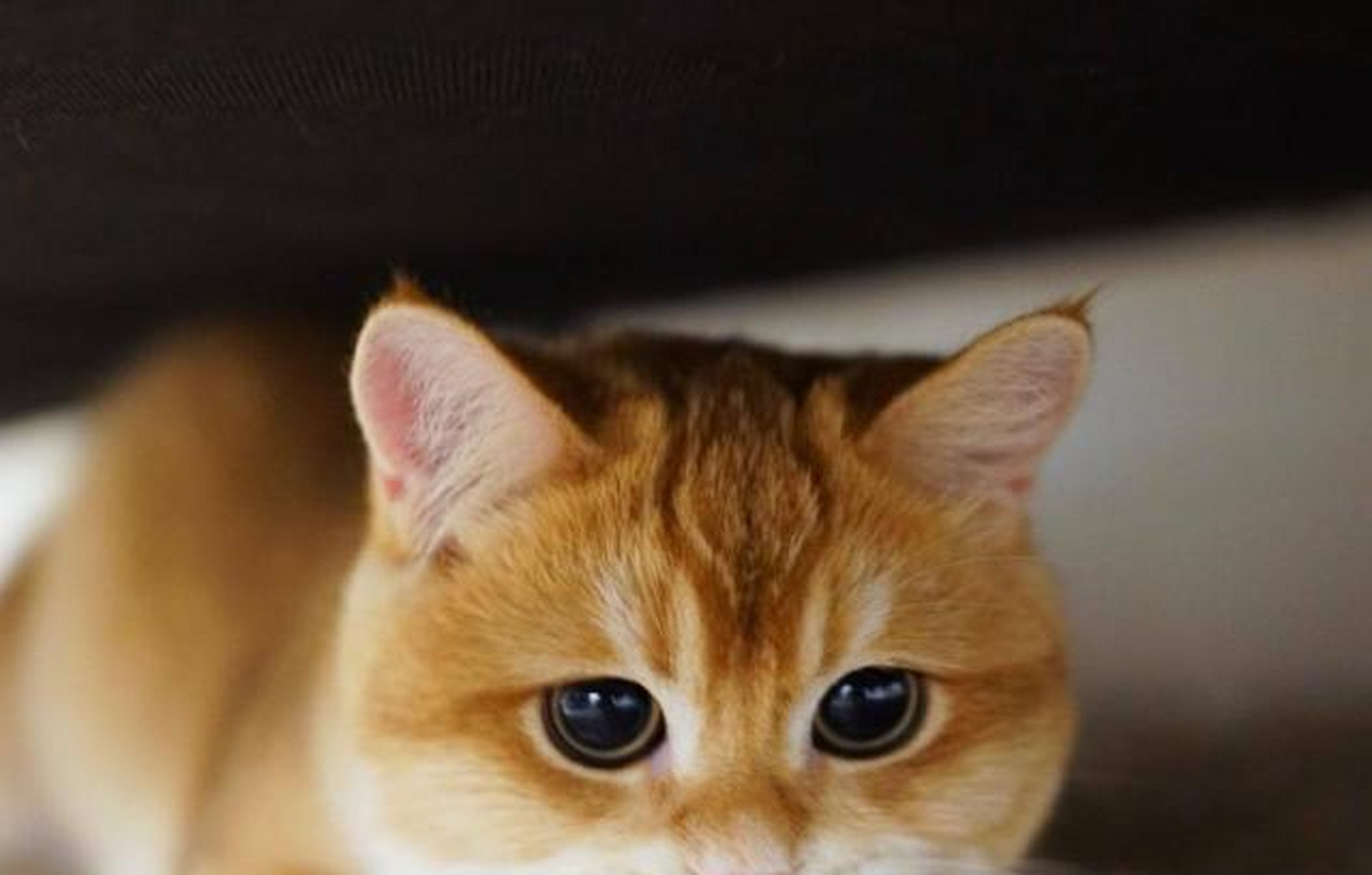 金色英国短毛猫 一团燃烧的小火球[?