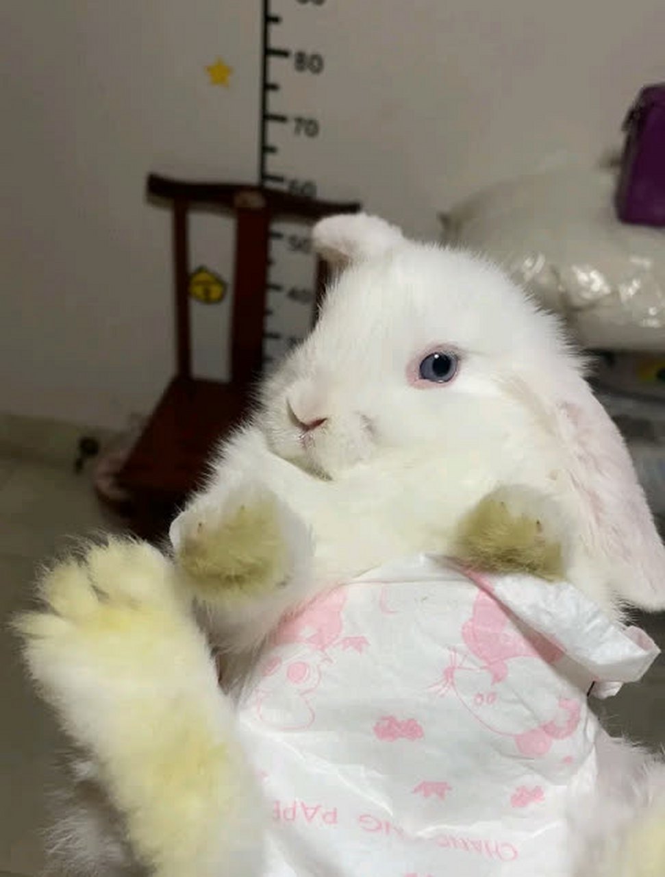 都说兔子没有肉垫,我也是刚刚才发现真的没有肉垫.[尬笑]