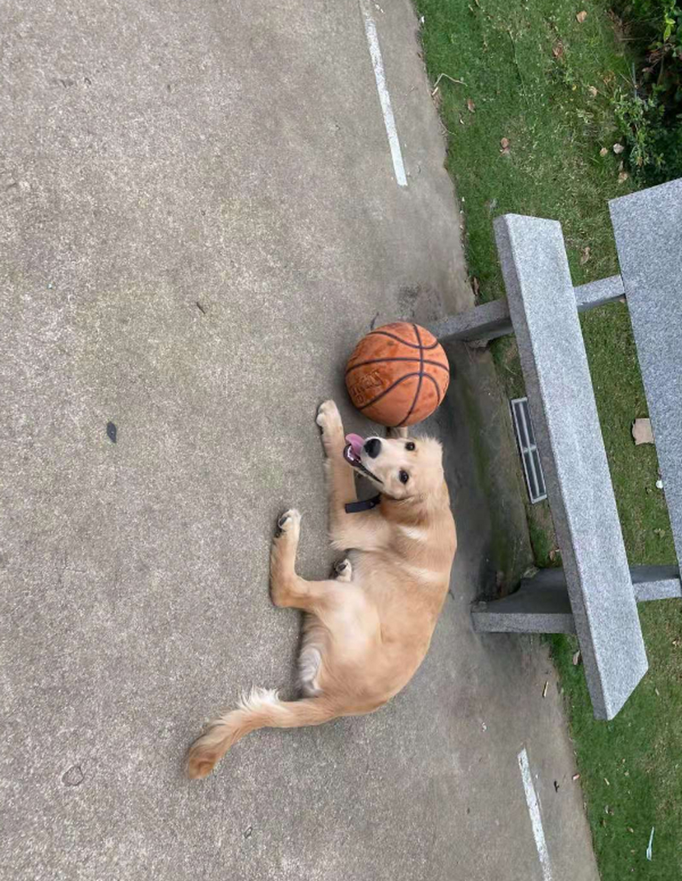 没想到,这还是一只爱打篮球的狗子