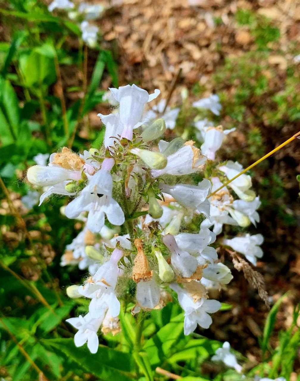 毛地黄钓钟柳的花序外观也挺像金鱼