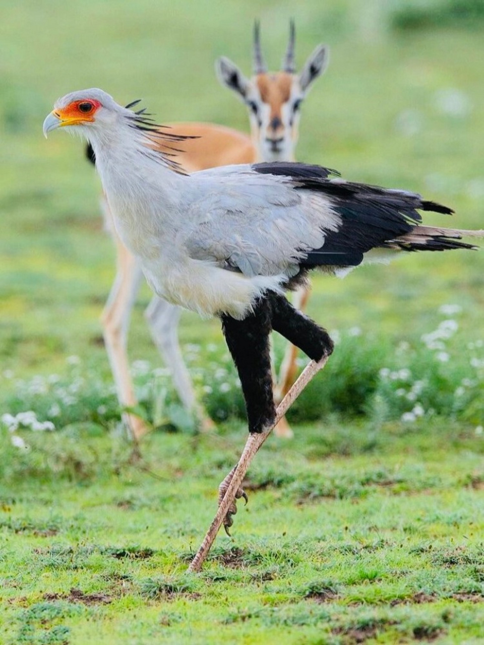 眼镜蛇克星,她吃蛇就像吃香肠  蛇鹫:非洲草原上的神秘猎手  蛇鹫