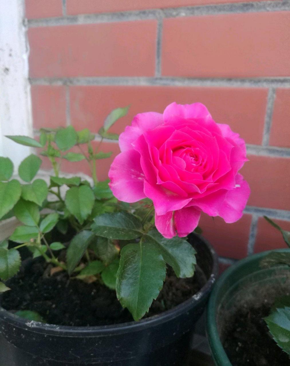 双子座阳台,超级优秀的微型盆栽月季花,荷兰著名玫瑰花育种公司迪瑞特