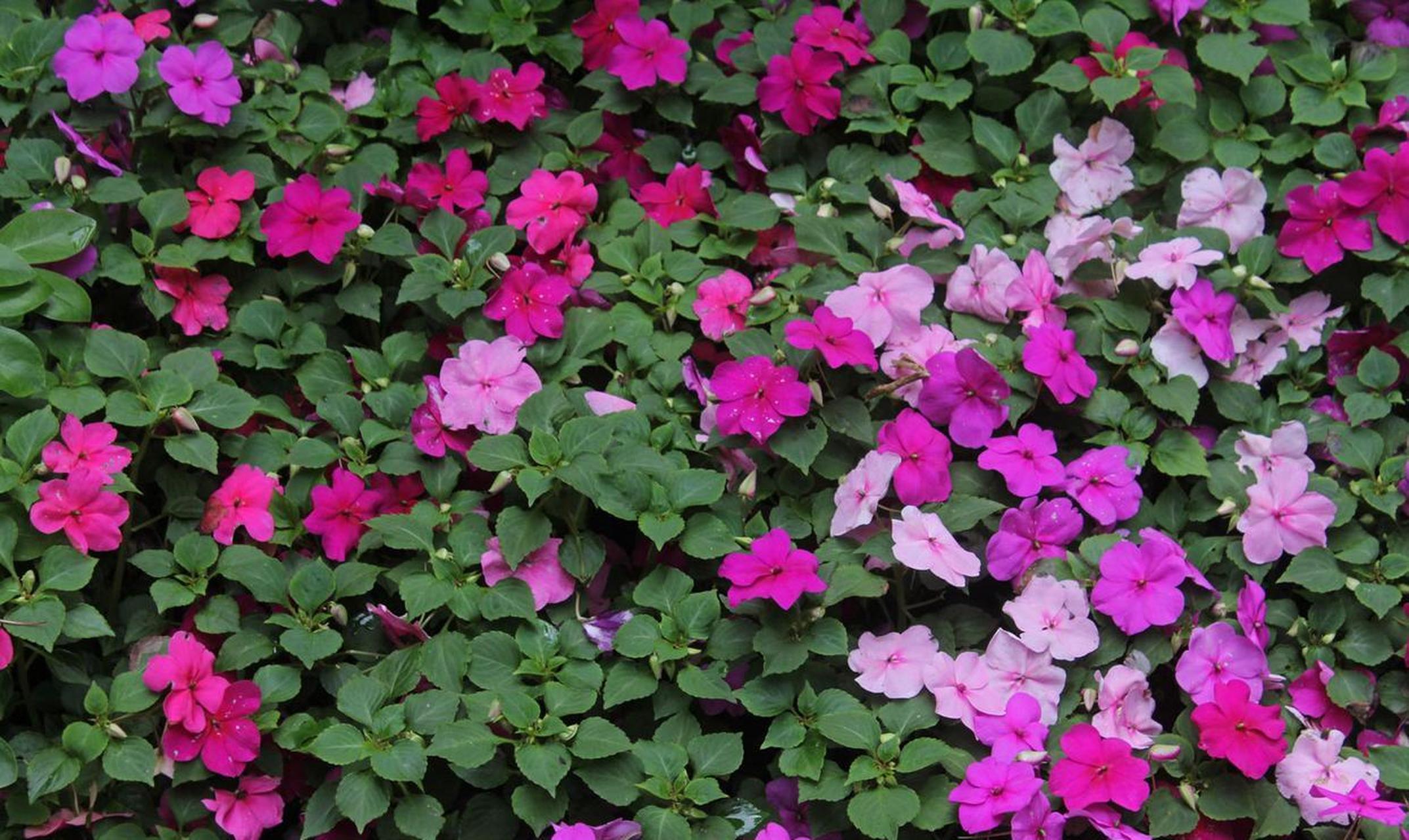 玻璃翠属于凤仙花科多年生的草本植物,它原产于非洲热带地区,茎杆半