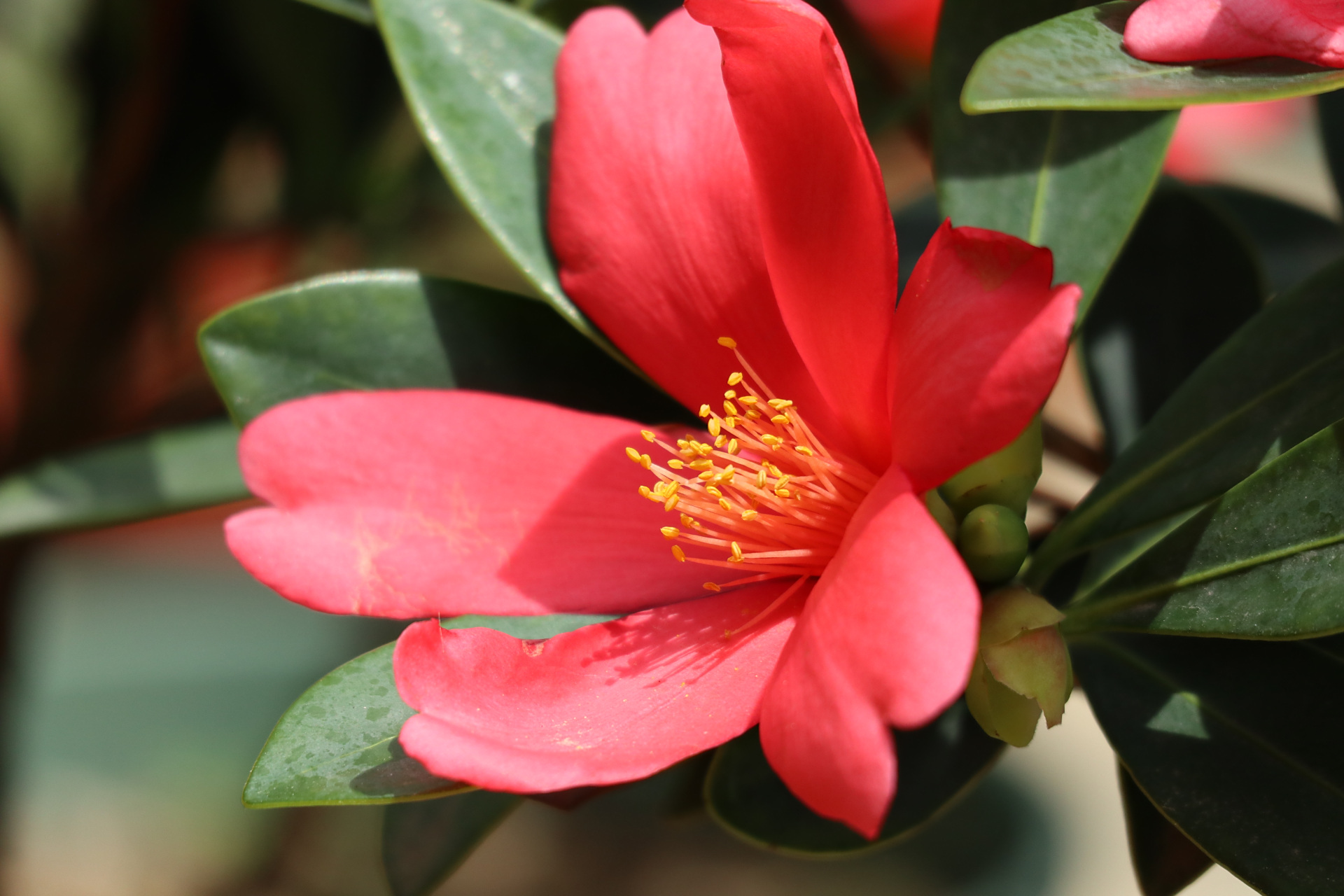 杜鹃叶山茶,花深红色,花大色艳,有着"植物界大熊猫"之称,是继金花茶之