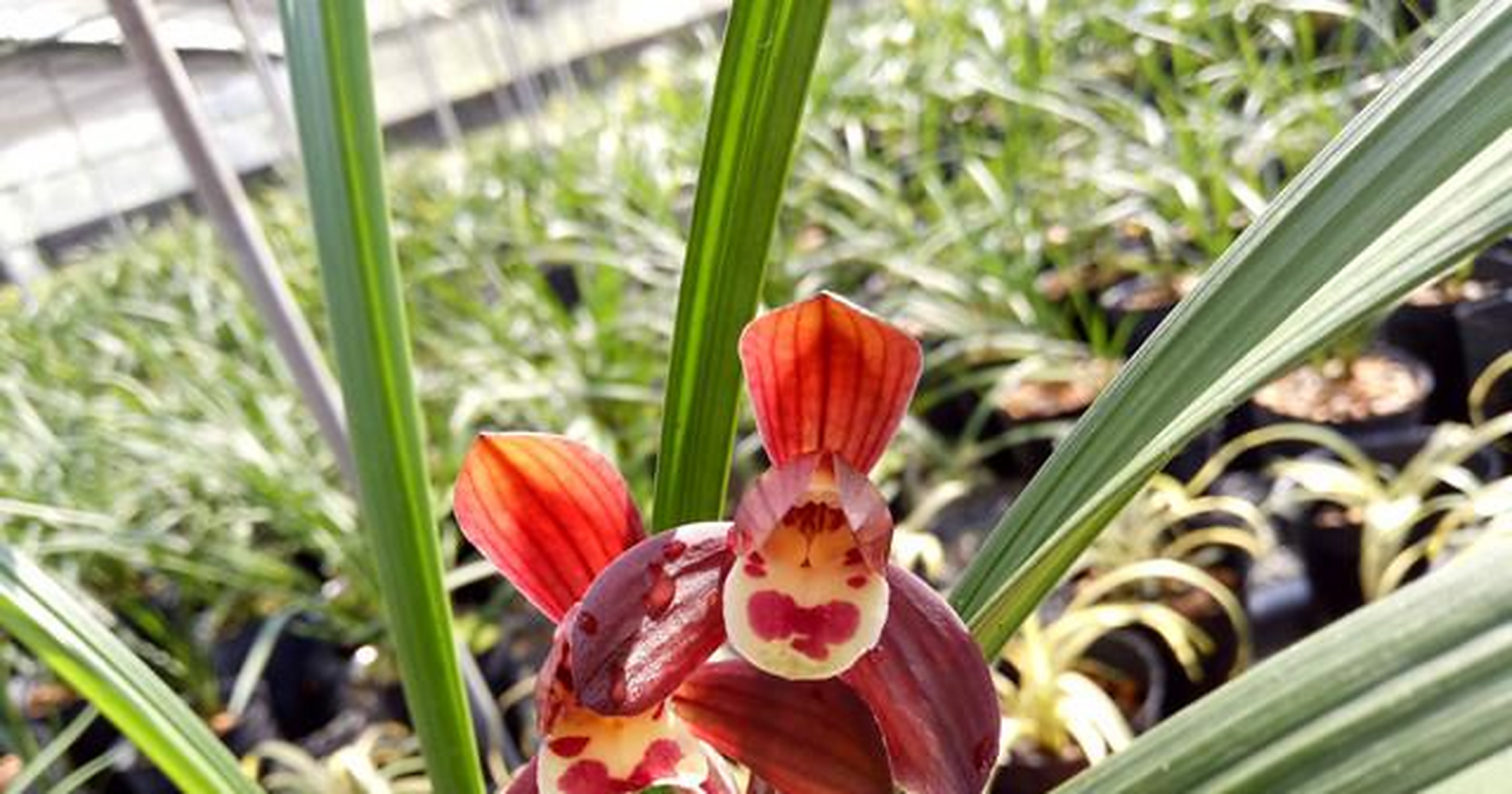 它就是春剑"富贵红荷",富贵红荷的花色深红,花杆也是深红色,它一杆