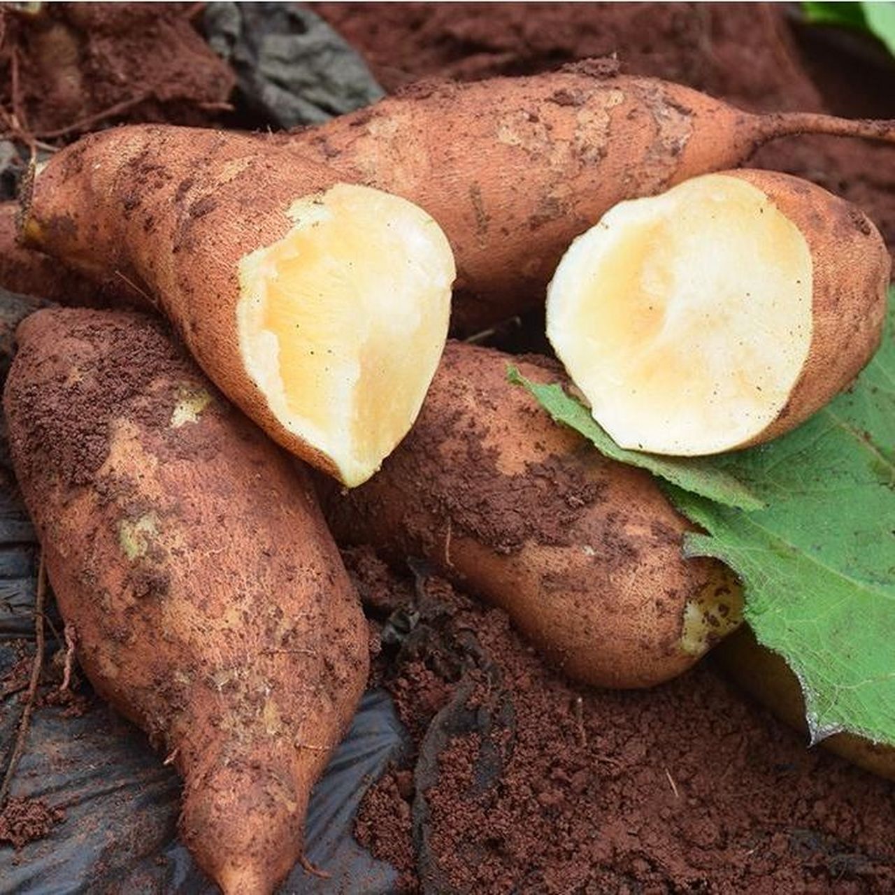 天山雪莲果:一种营养丰富的水果和中药材  天山雪莲果,这个名字听起来