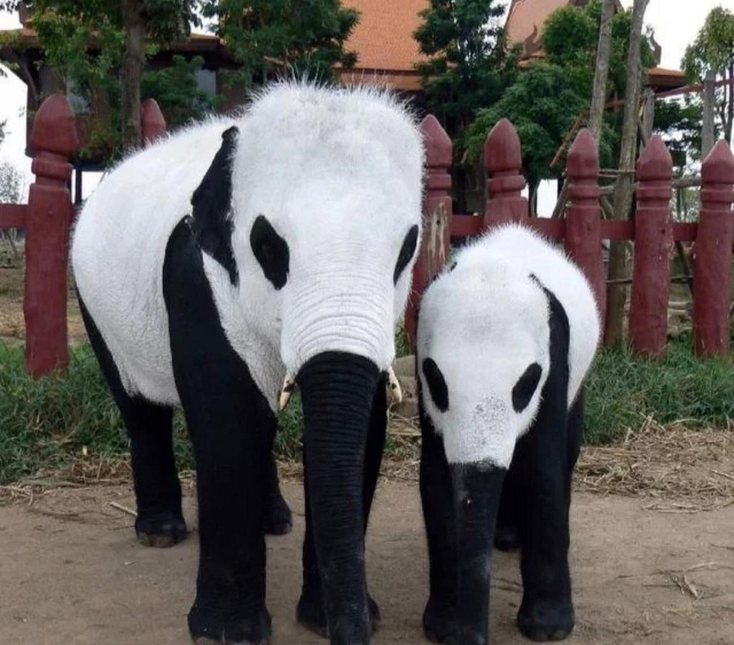 網友:這是印度動物園裡的一種動物,大家能看出來是什麼品種嗎?