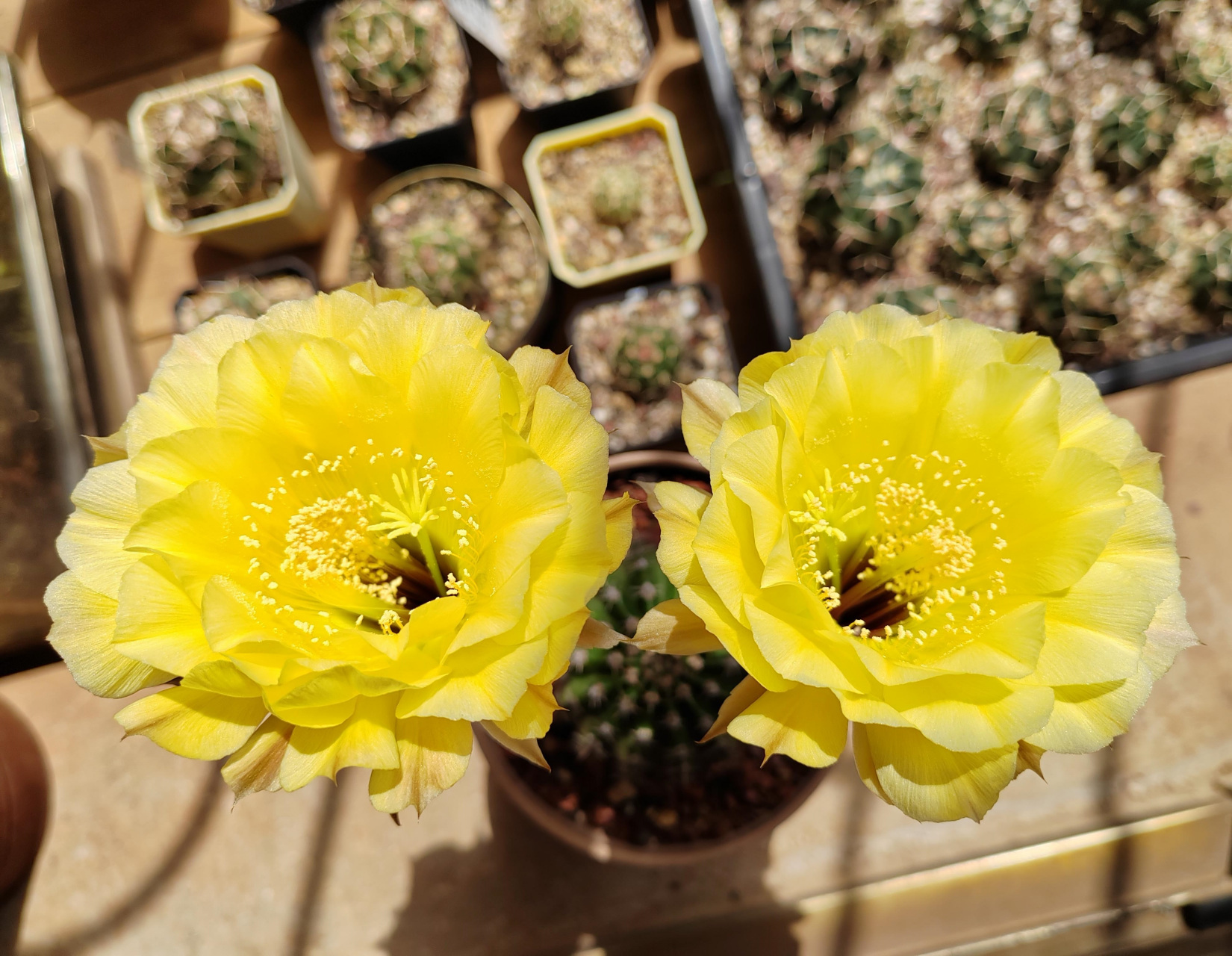 现在是仙人球的盛花期,给大家推荐一个很值得养的品种——彩草"娇媚"