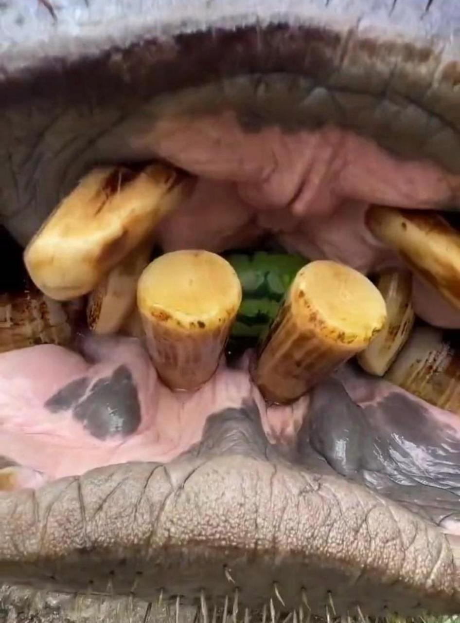 河马这牙算是白长了,一颗都没用上