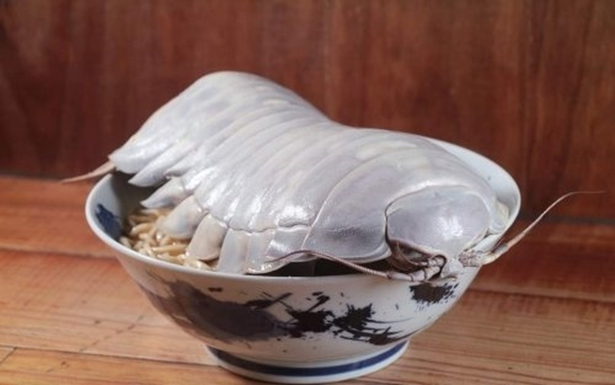 【台湾大王具足虫拉面341元一碗,学者:海蟑螂远亲,可能会中毒】 据