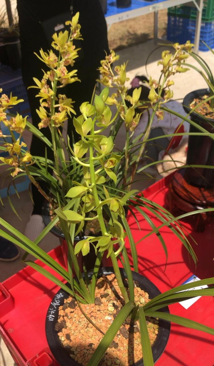 蕙兰荷形水仙,颜色干净,形态漂亮 这盆兰花是兰展上面看到的蕙兰荷形