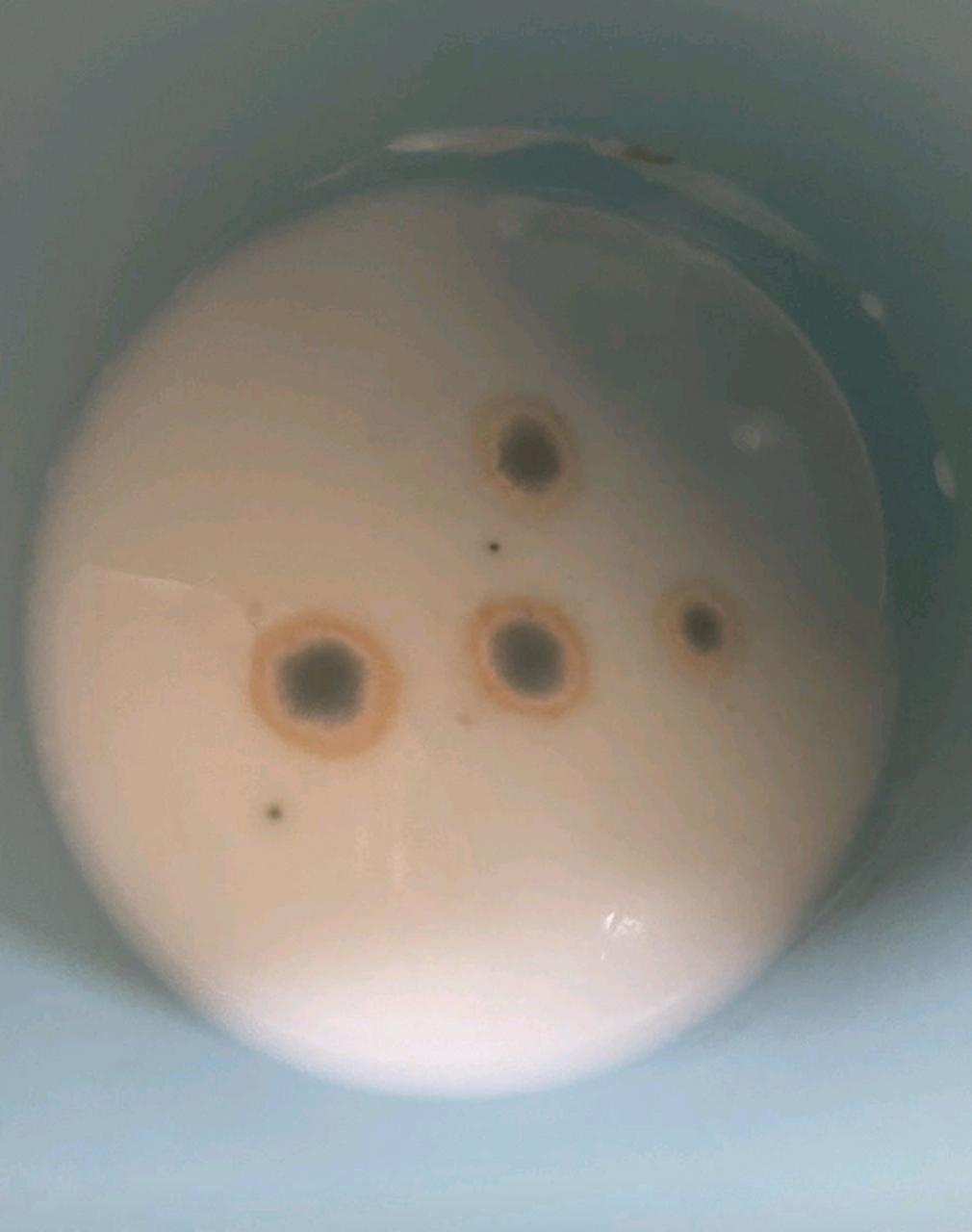 酸奶竟然也会发霉?