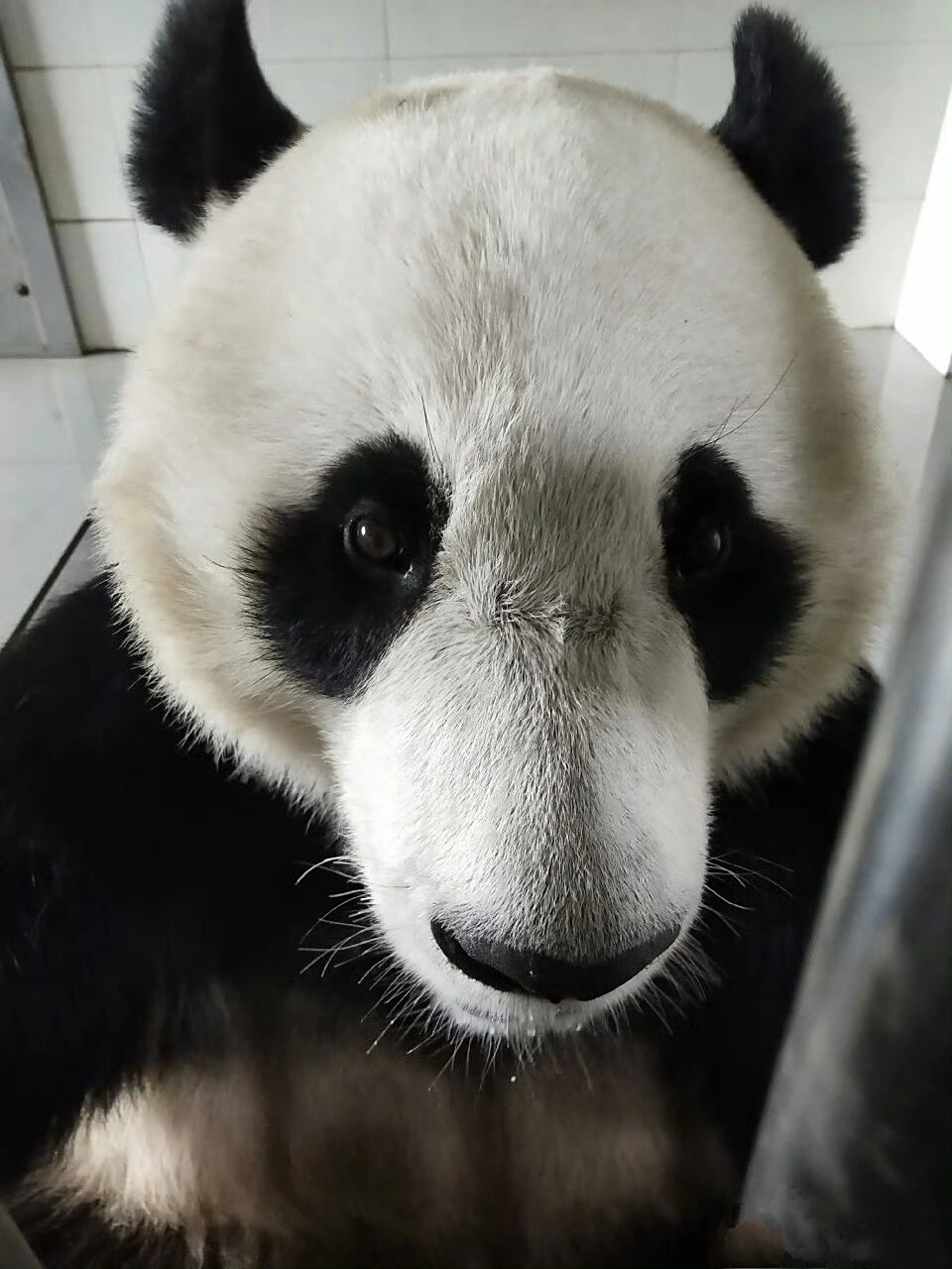 浦系大熊猫,浦浦大少爷,眼神清澈,我见犹怜怪不得金虎难忘