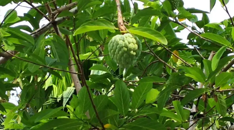 不知道你有没有吃过释迦这种水果,释迦又叫番荔枝,佛头果,名字带着