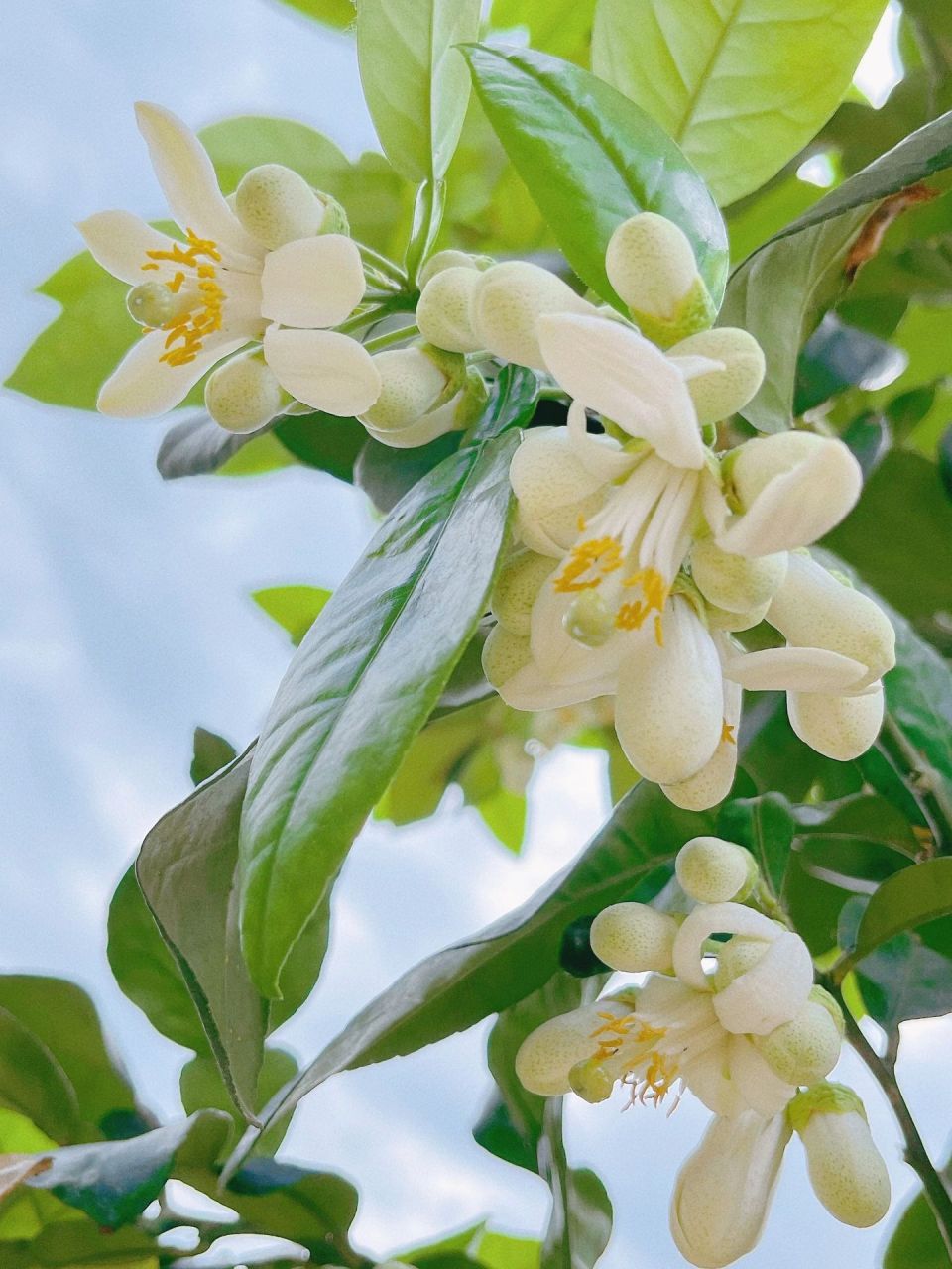 柚子树开花的季节图片