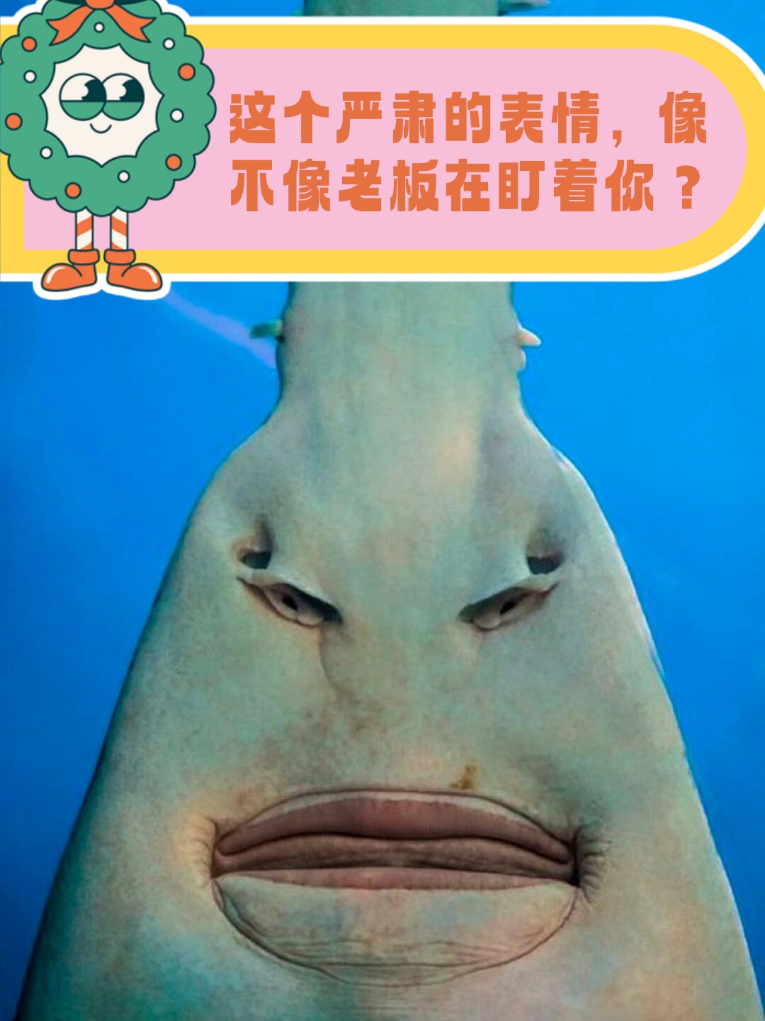 学名为pristidae,英文名为sawfish的锯鳐,被传说描绘成头顶锯齿的"