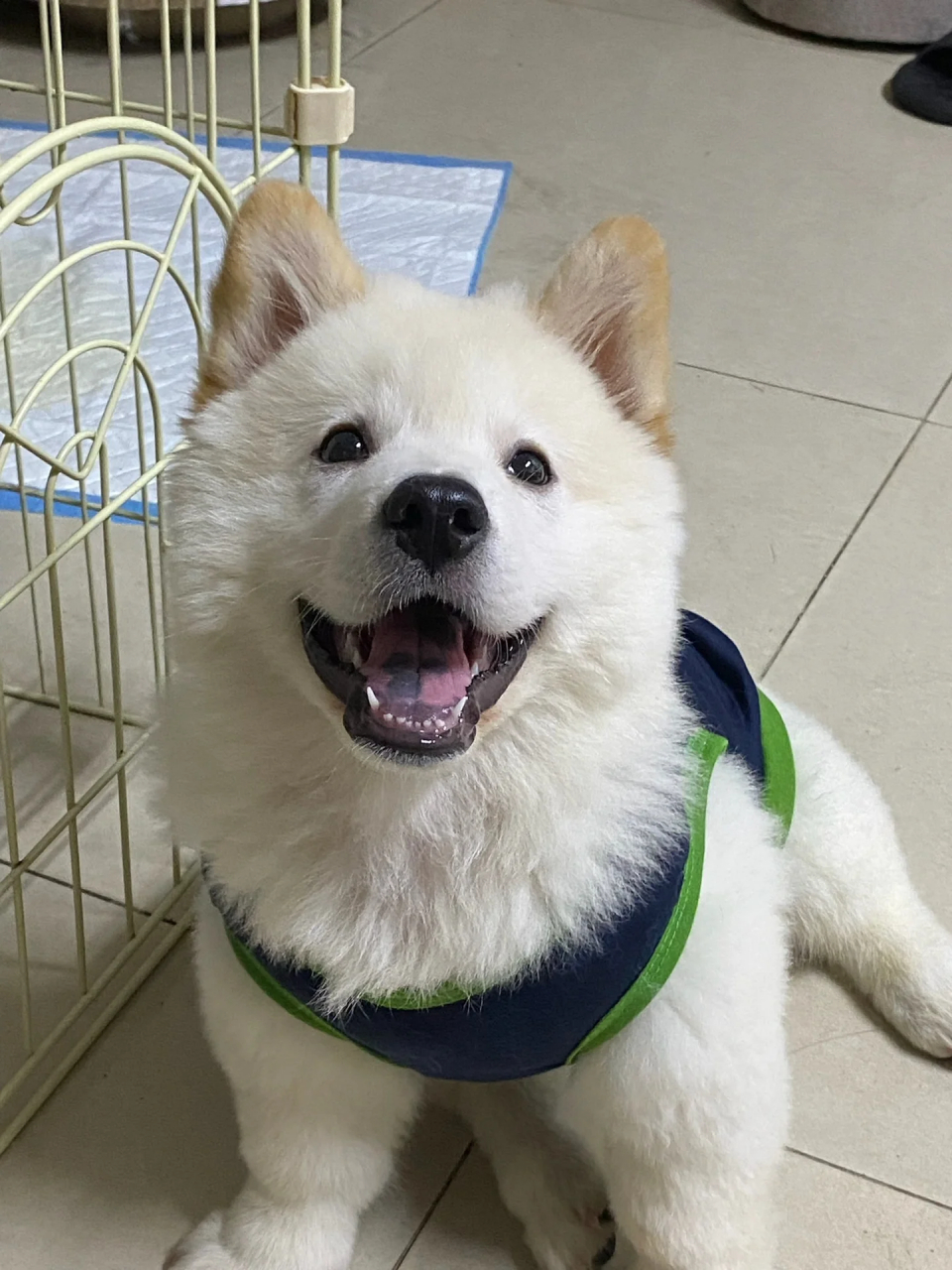 代号鸢里的飞云是真实存在的,被我养到了  狗界的cos,我cos傅融