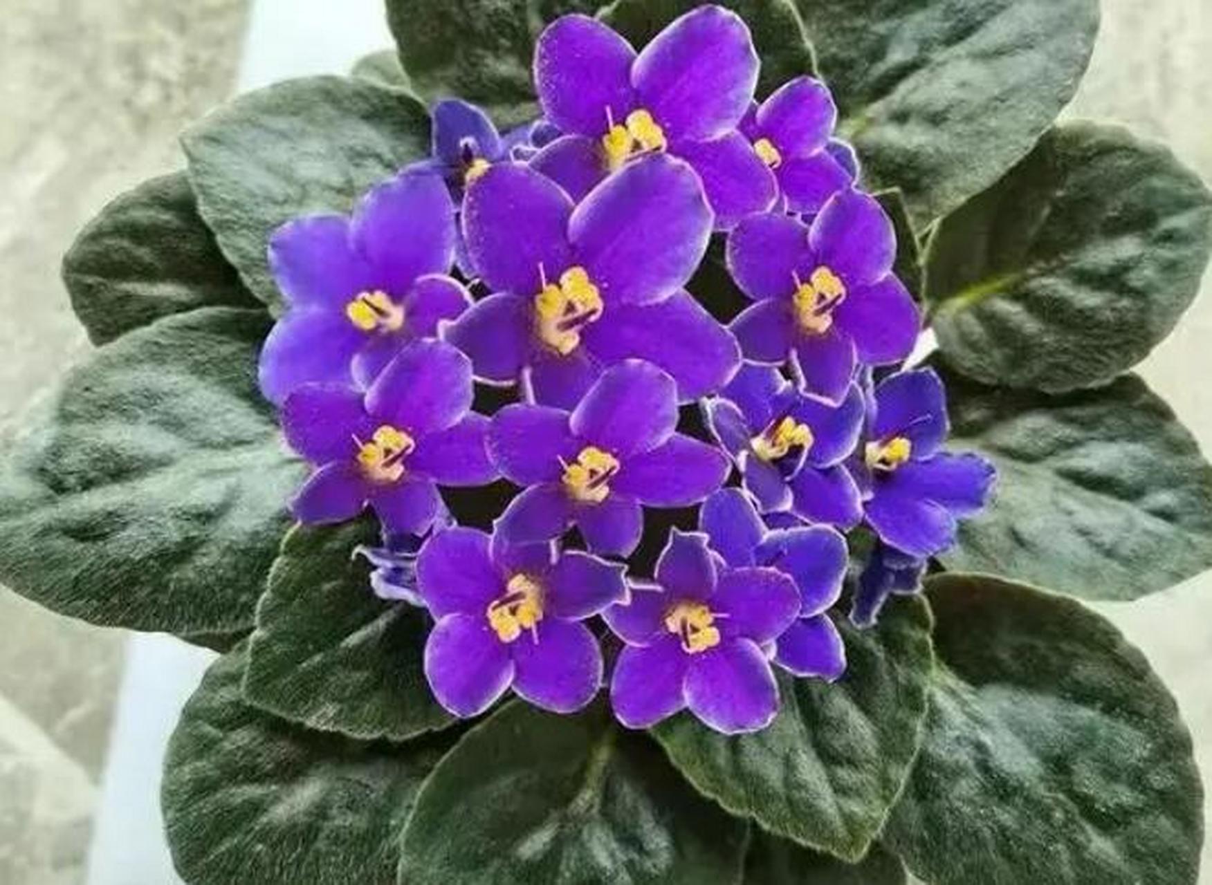 非洲紫罗兰来自热带的它,喜欢温暖湿润的环境.